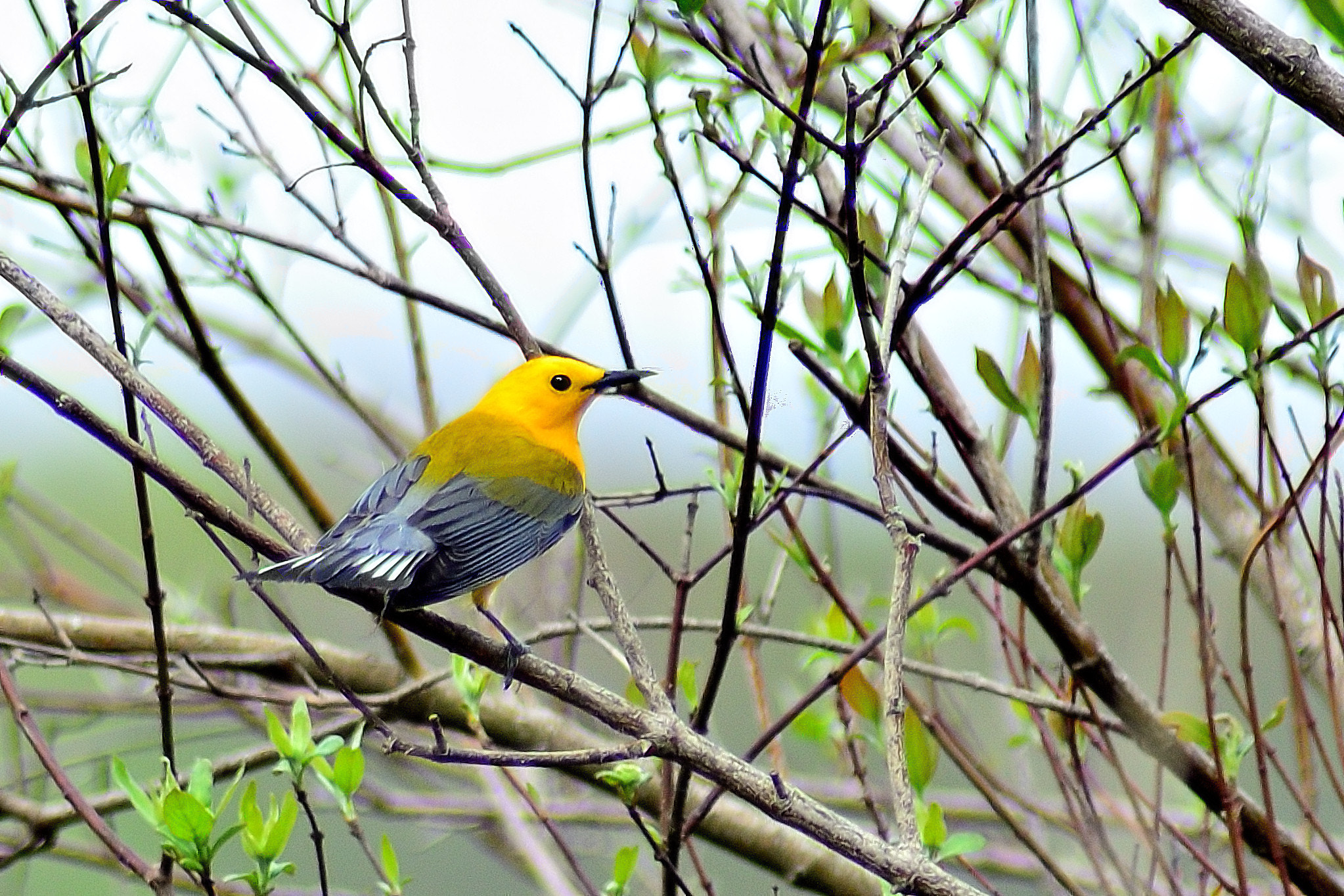 Tamron AF 200-400mm f/5.6 LD IF (75D) sample photo. Coy warbler photography
