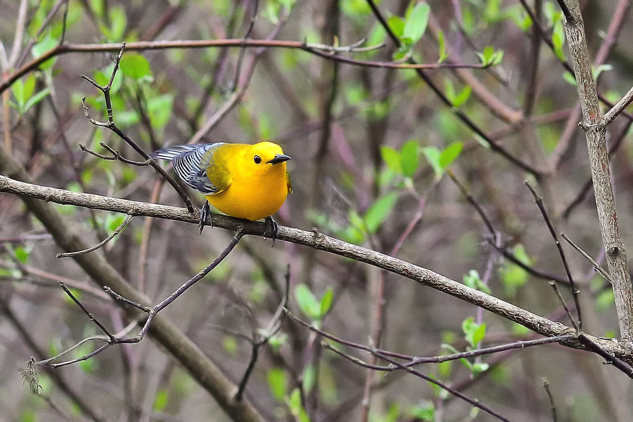 Tamron AF 200-400mm f/5.6 LD IF (75D) sample photo. Curious warbler photography