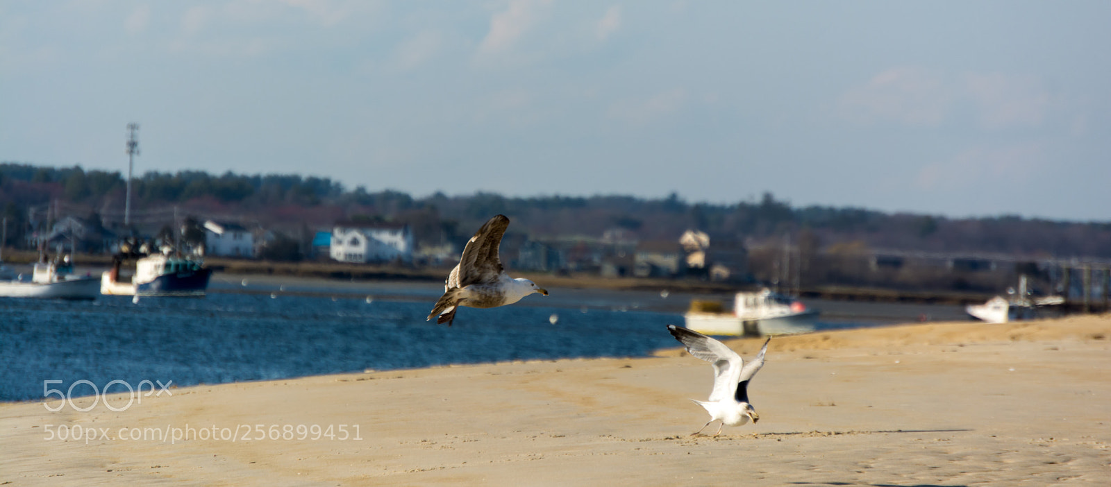 Nikon D5200 sample photo. Flying photography