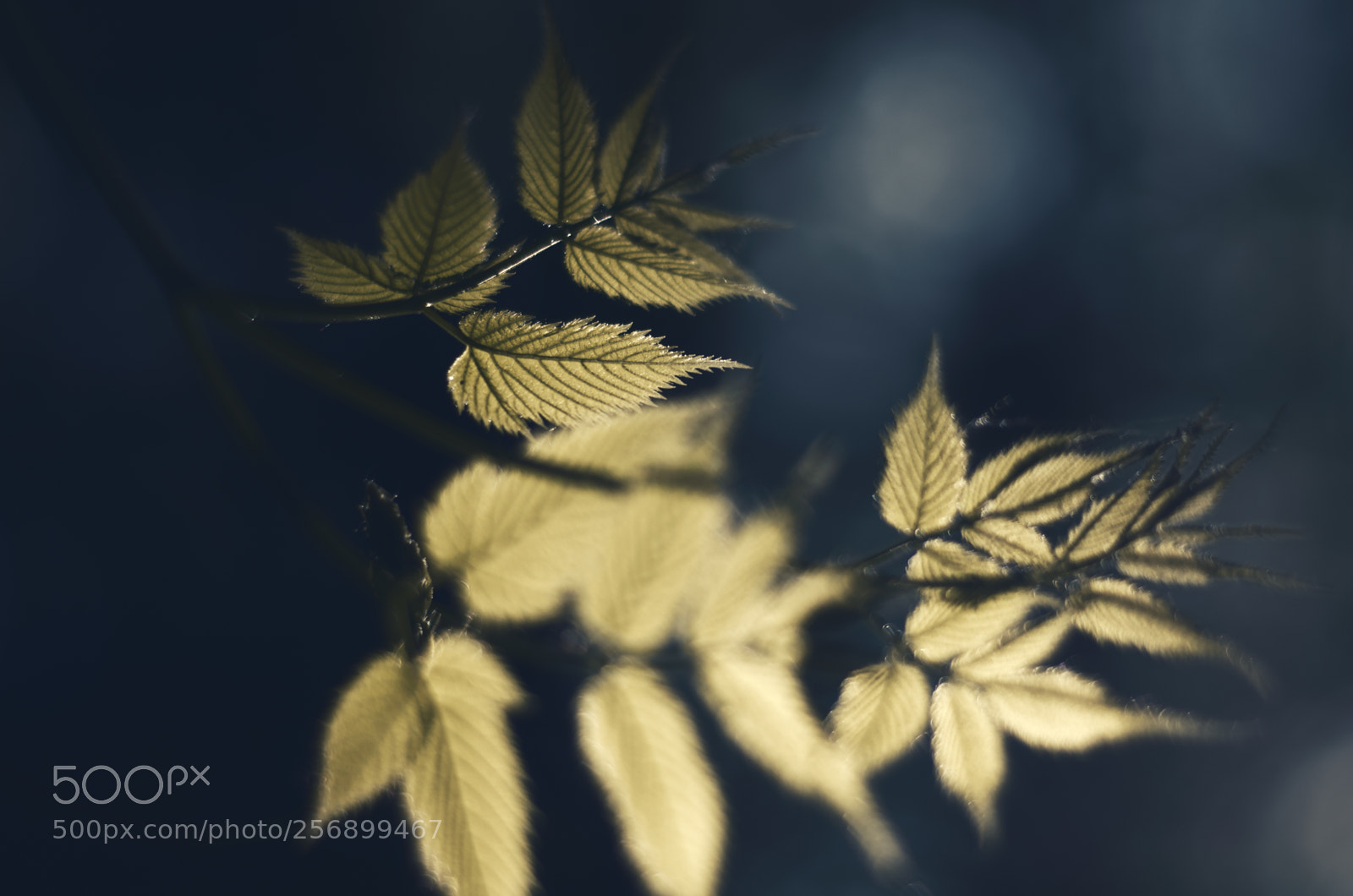 Pentax K-5 II sample photo. Raspberry bush photography