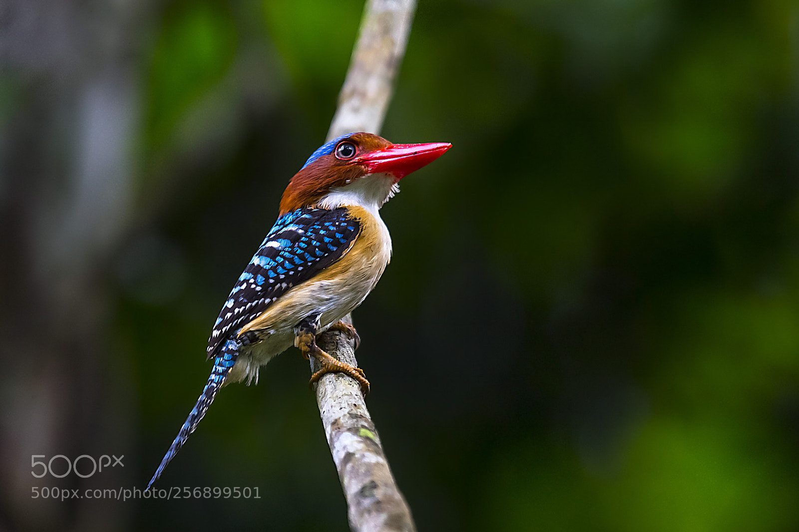 Nikon D4 sample photo. Banded kingfisher photography