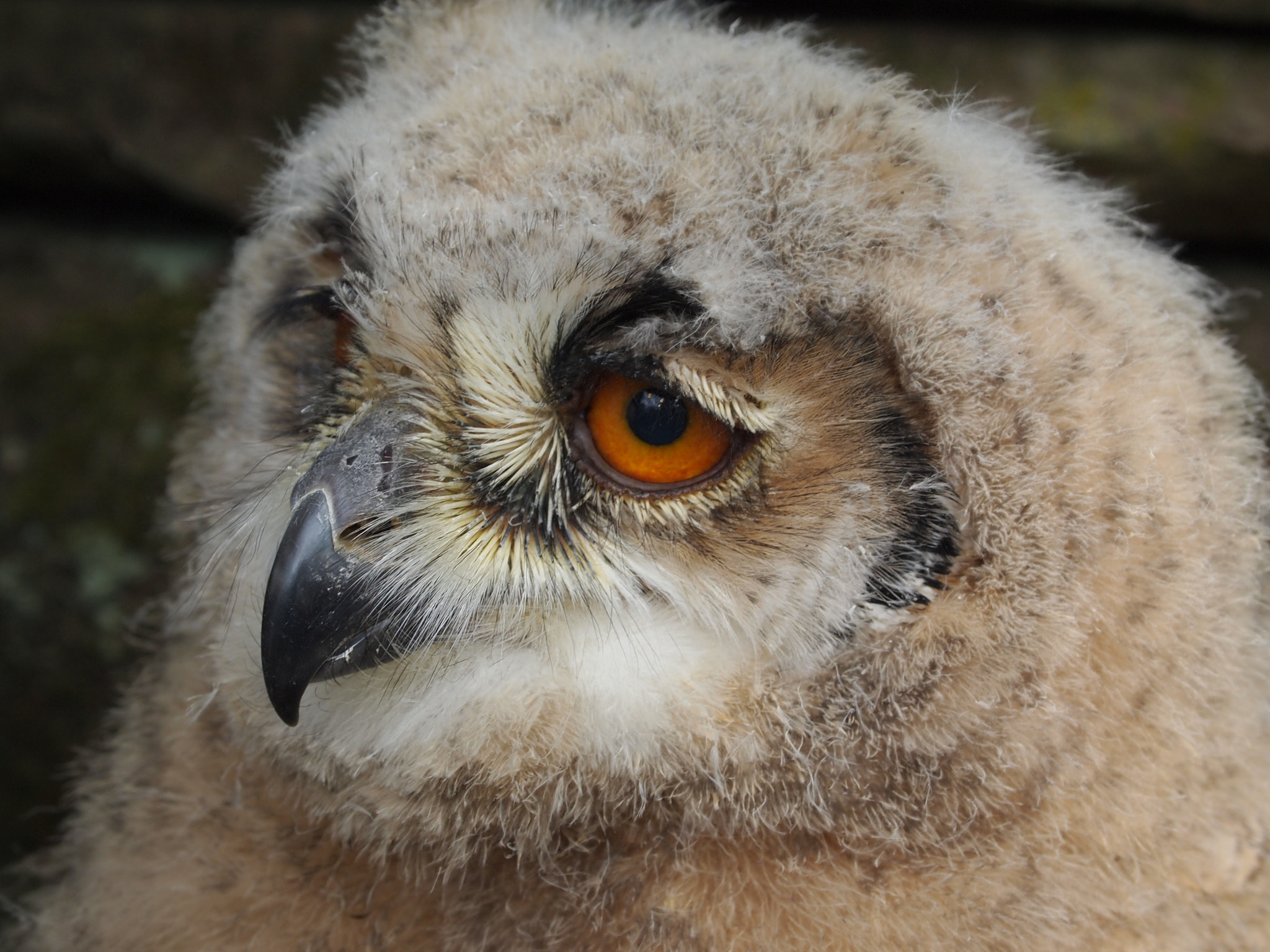 Olympus PEN E-PL1 sample photo. Baby owl - eagle owl - uhu photography