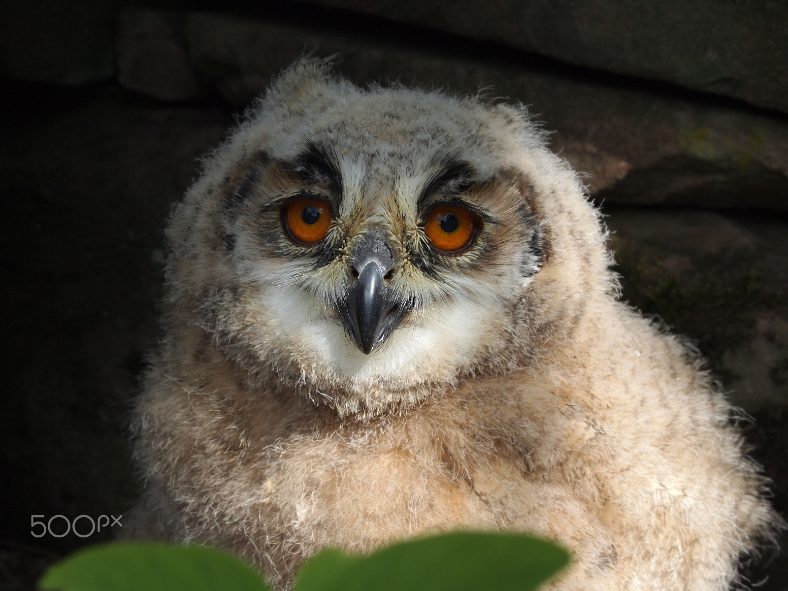 Olympus PEN E-PL1 sample photo. Baby owl - uhu - eagle owl photography