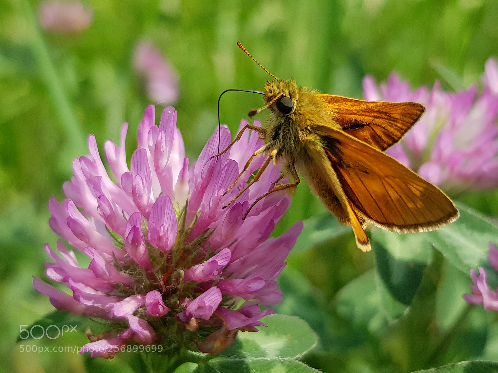 Samsung Galaxy S8 sample photo. Butterfly on a flower photography