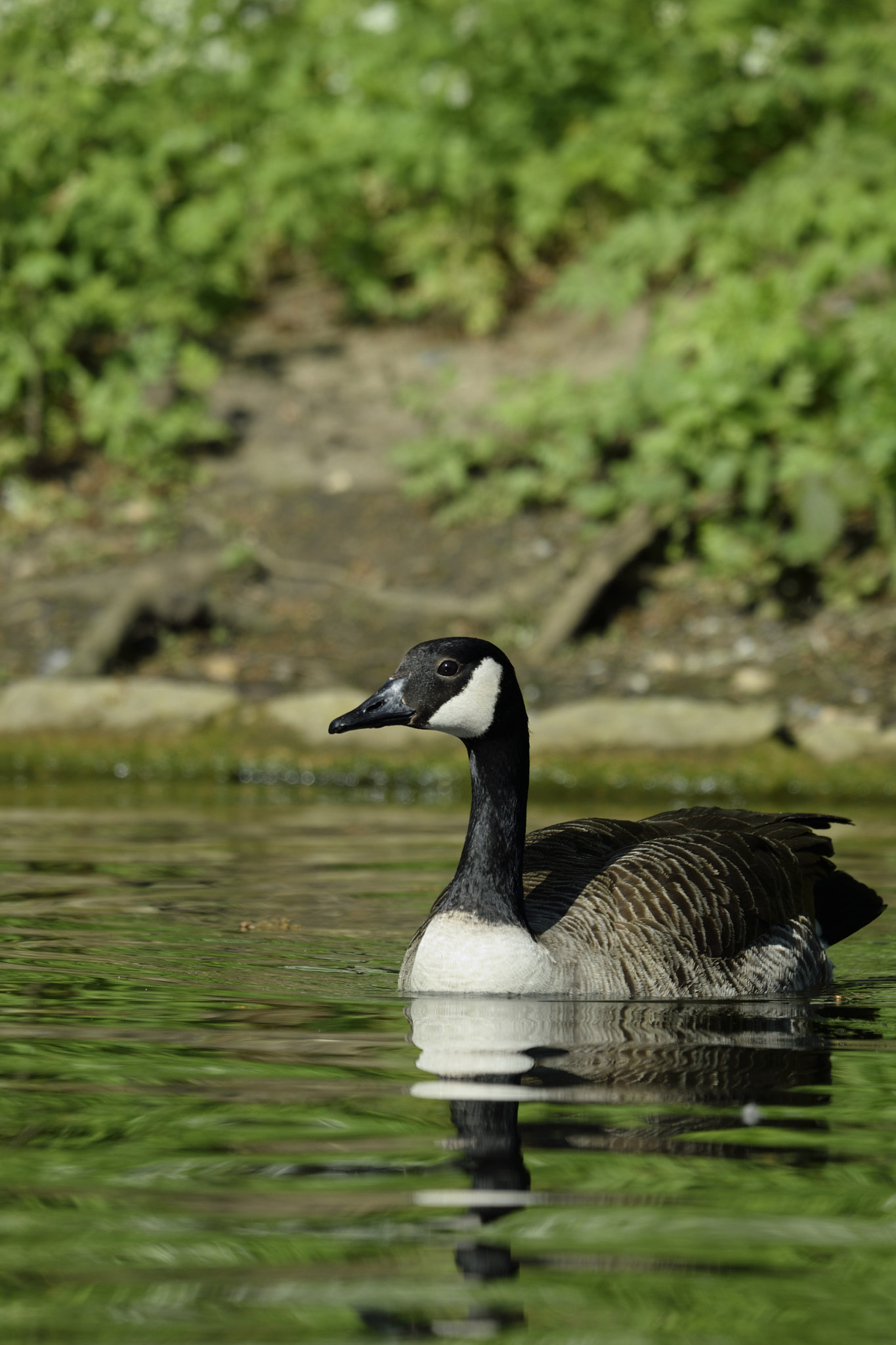 Nikon D3300 + Sigma 150-600mm F5-6.3 DG OS HSM | C sample photo. Goose photography