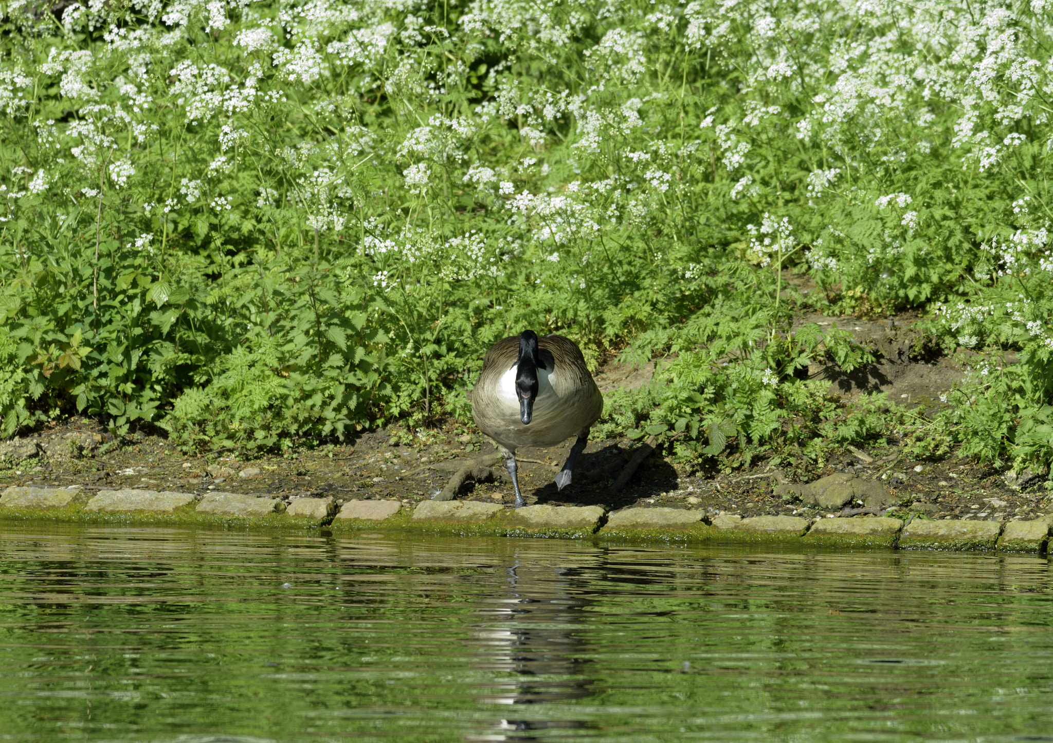 Nikon D3300 + Sigma 150-600mm F5-6.3 DG OS HSM | C sample photo. Goose photography