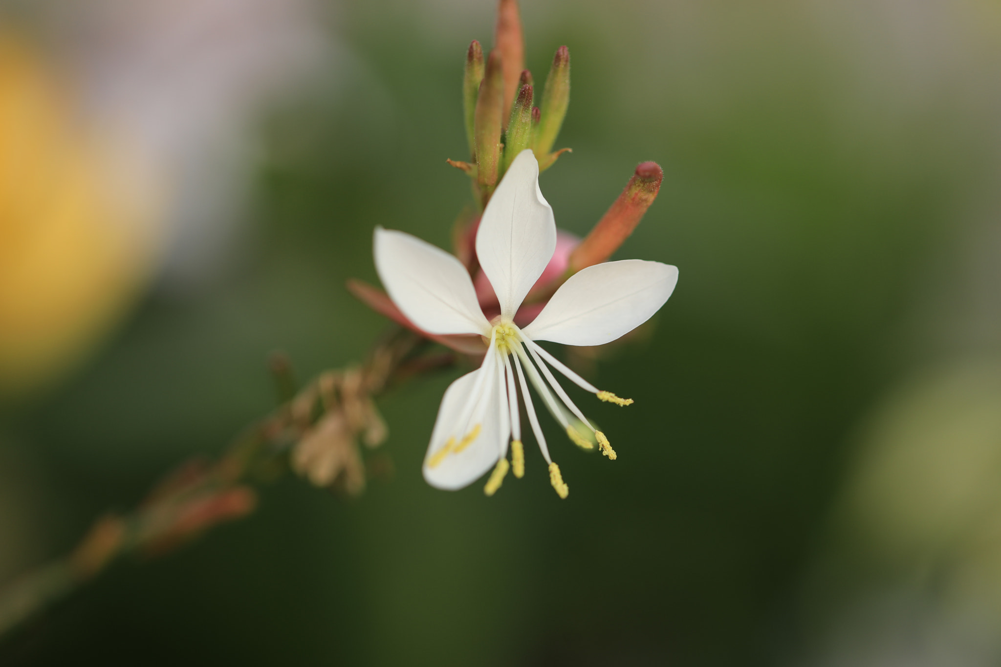 Canon EF 100mm F2.8L Macro IS USM sample photo. Four leaves photography