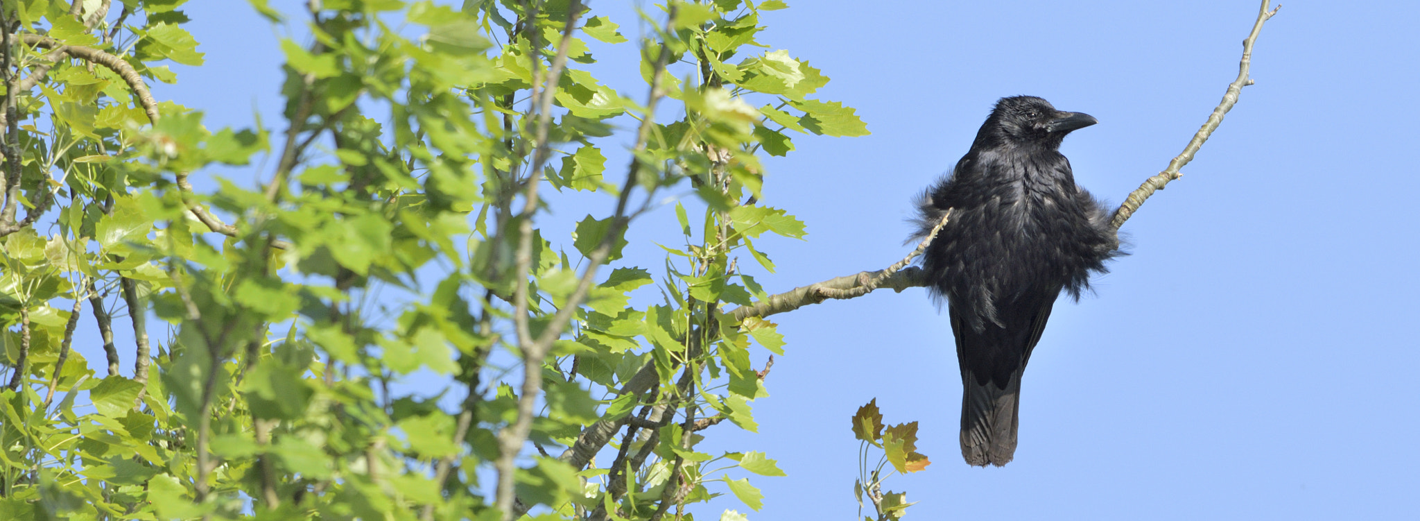 Sigma 150-600mm F5-6.3 DG OS HSM | C sample photo. Crow photography