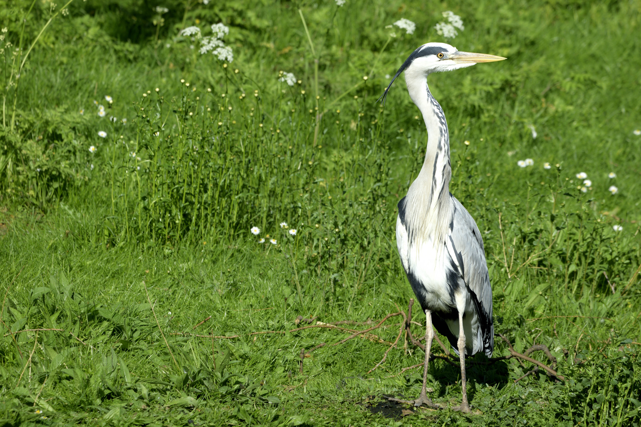 Nikon D3300 + Sigma 150-600mm F5-6.3 DG OS HSM | C sample photo. Heron photography