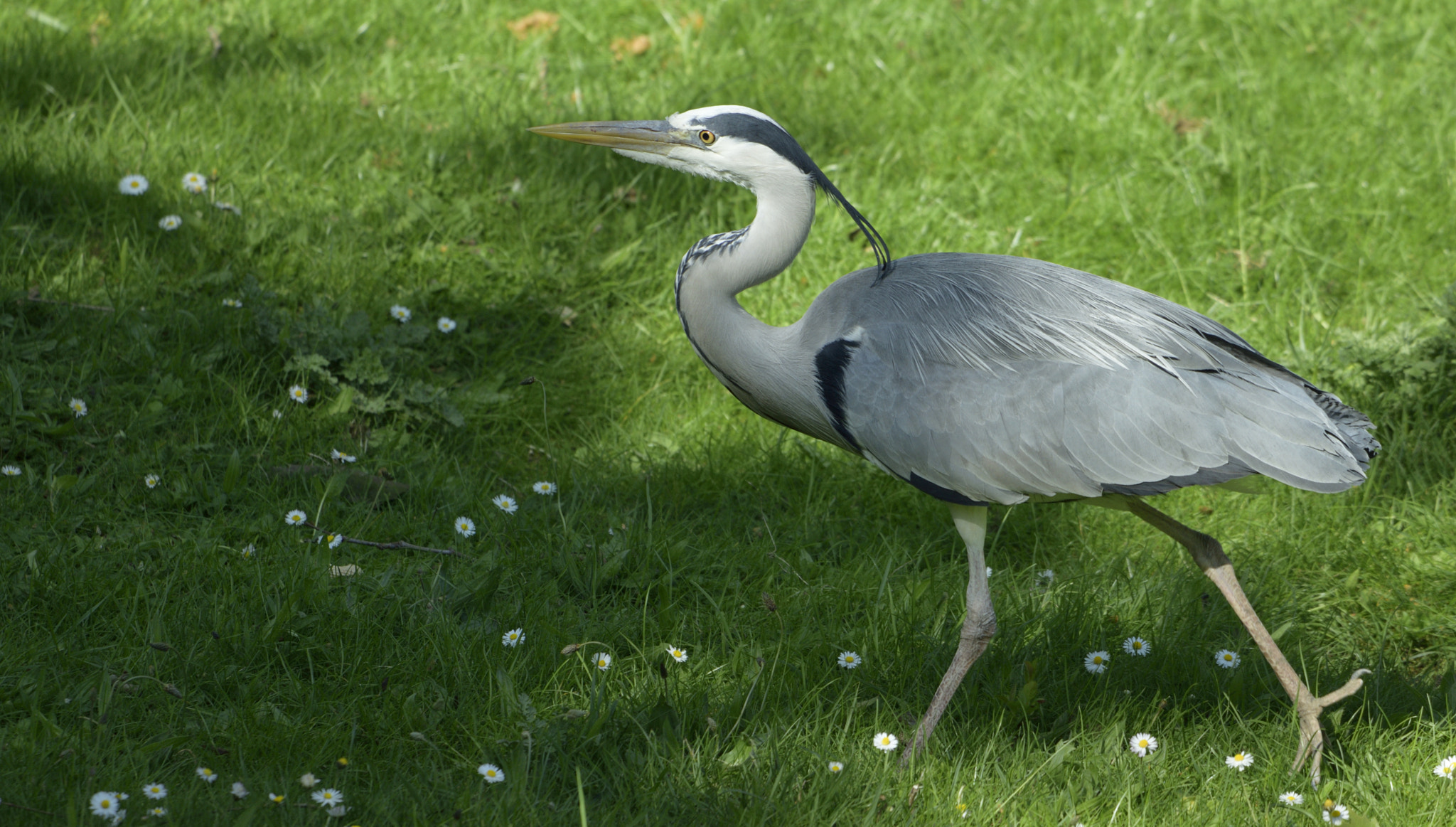 Nikon D3300 + Sigma 150-600mm F5-6.3 DG OS HSM | C sample photo. Heron photography