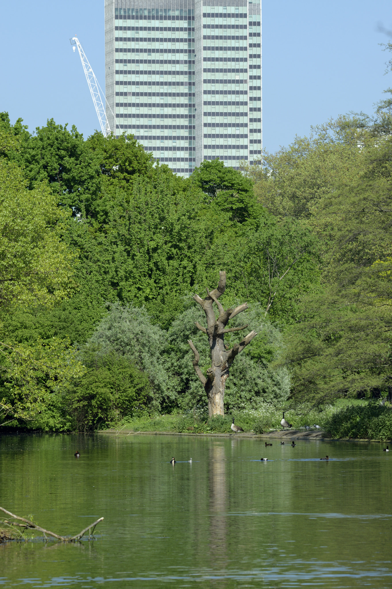 Sigma 150-600mm F5-6.3 DG OS HSM | C sample photo. Regents park photography