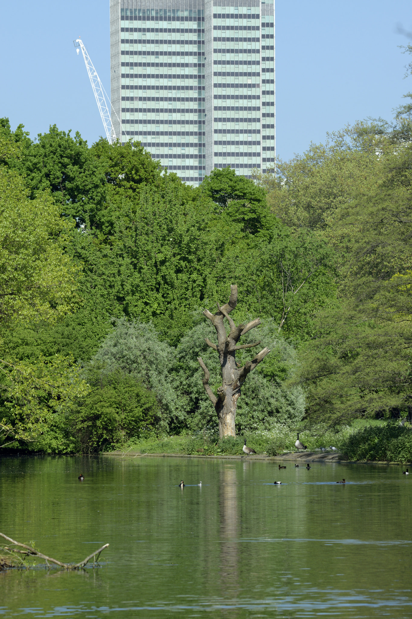 Nikon D3300 + Sigma 150-600mm F5-6.3 DG OS HSM | C sample photo. Regents park photography