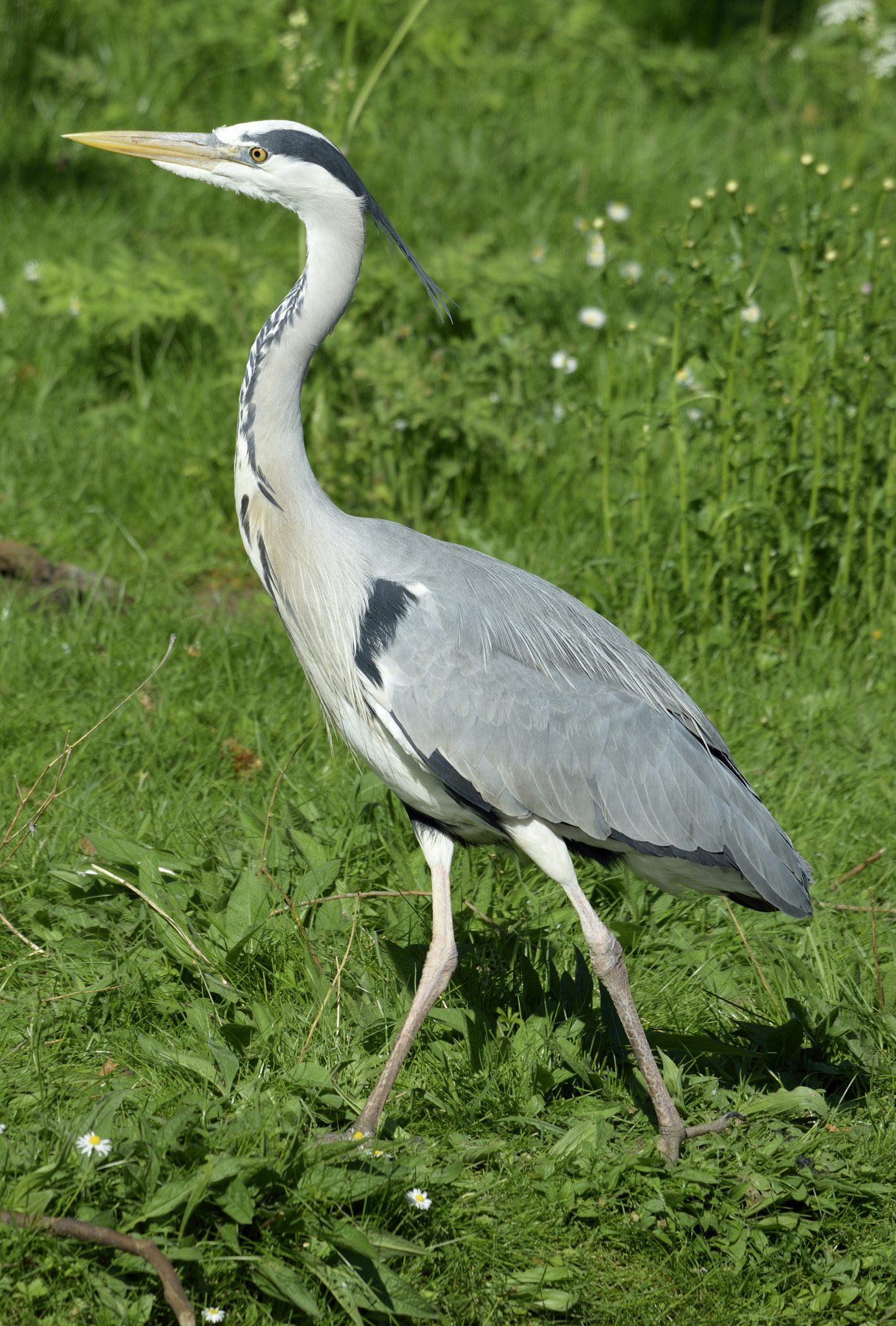 Sigma 150-600mm F5-6.3 DG OS HSM | C sample photo. Heron photography