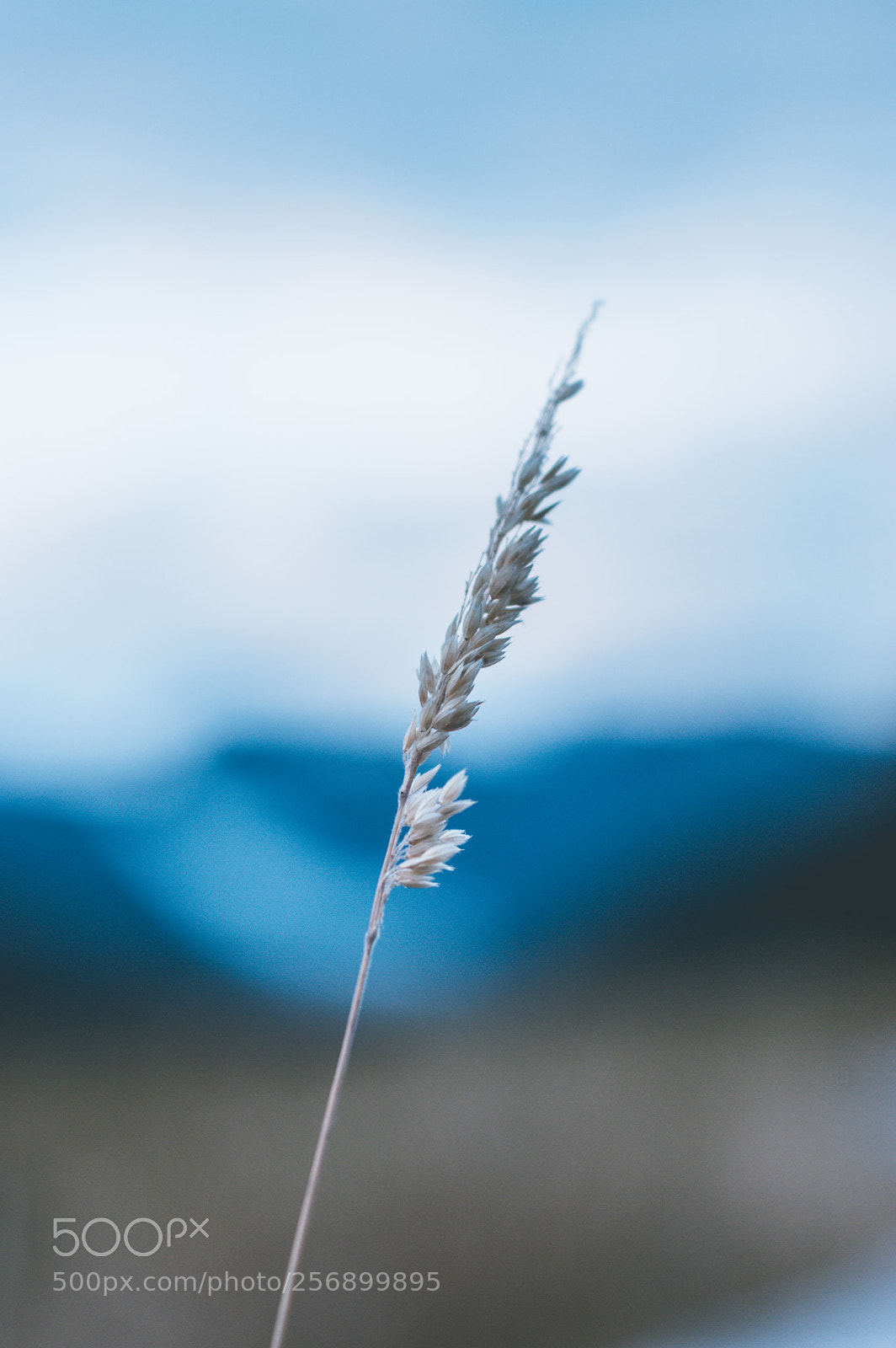 Nikon D3200 sample photo. Semillas photography