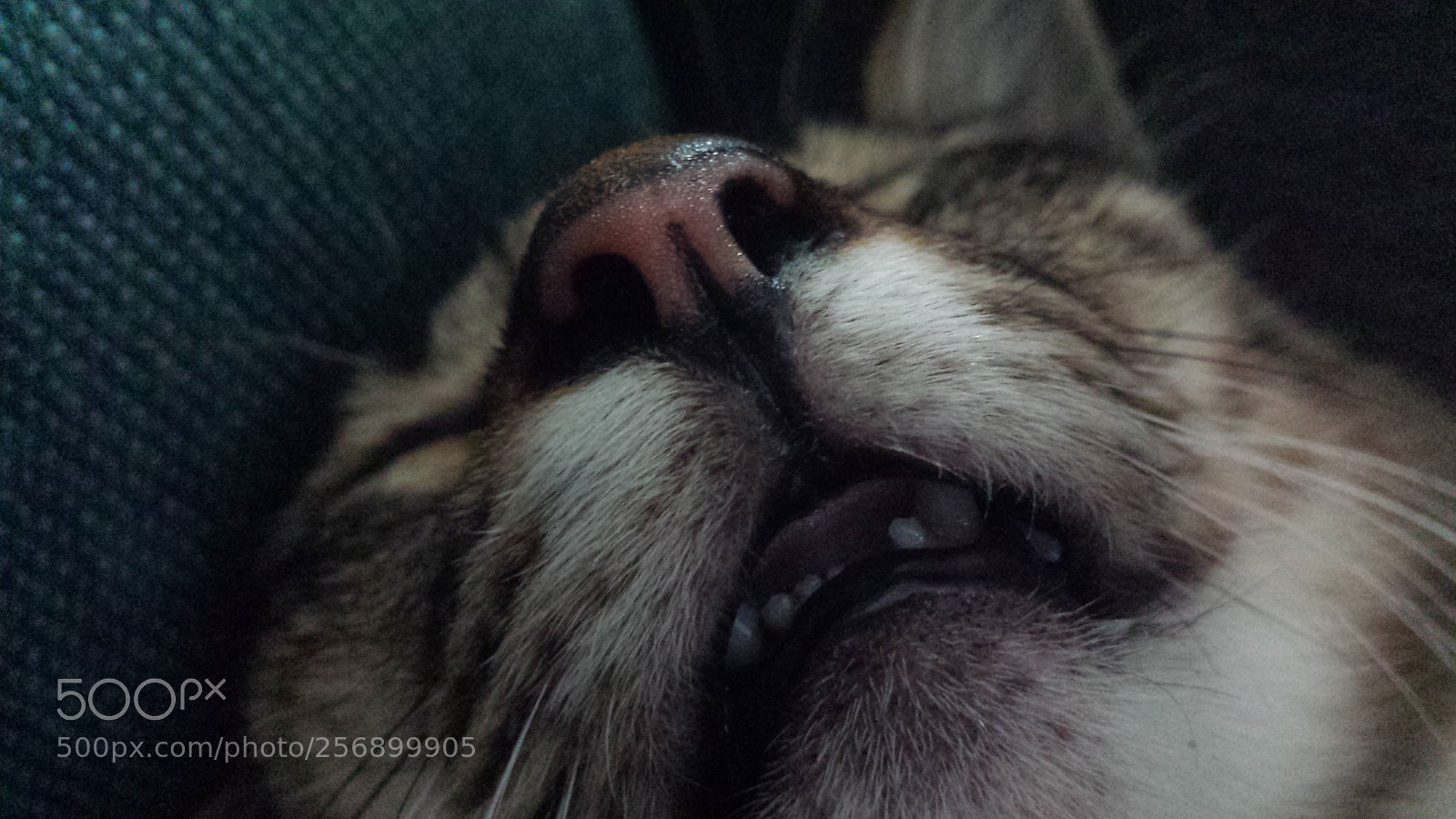 Samsung Galaxy S4 sample photo. Sleep photography