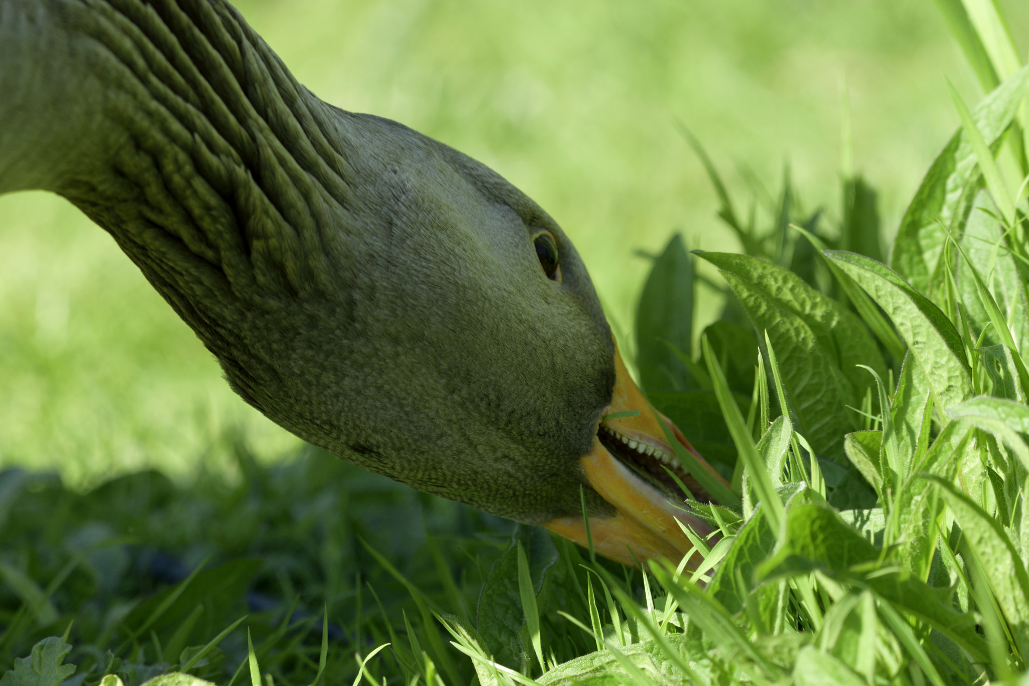 Nikon D3300 + Sigma 150-600mm F5-6.3 DG OS HSM | C sample photo. Eating photography