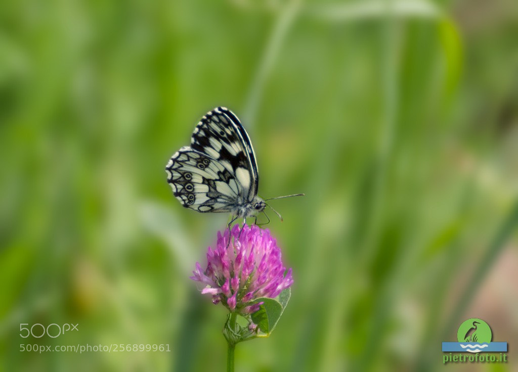 Canon EOS 60D sample photo. Marbled white butterfly photography