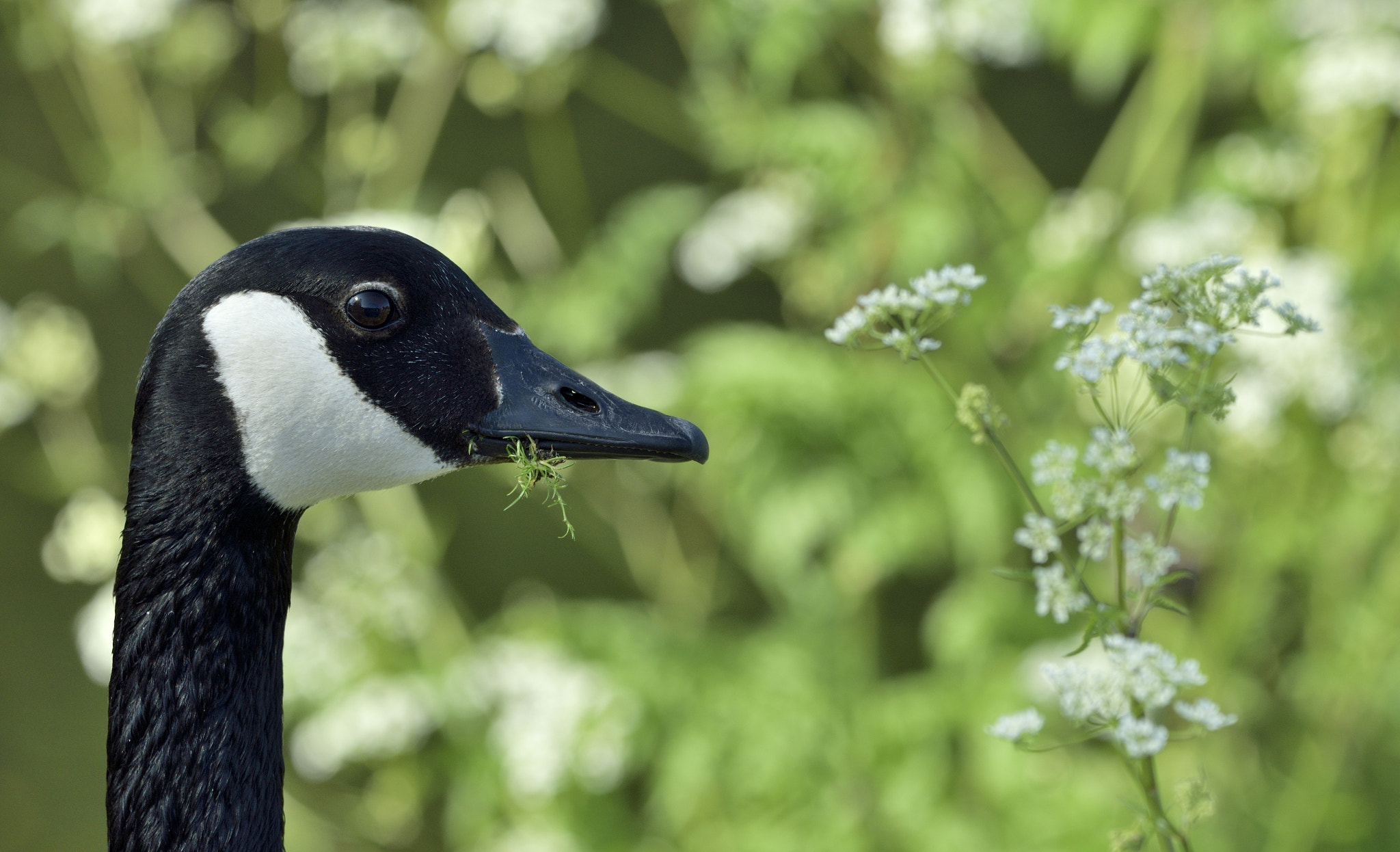 Nikon D3300 + Sigma 150-600mm F5-6.3 DG OS HSM | C sample photo. Goose contemplates flower photography