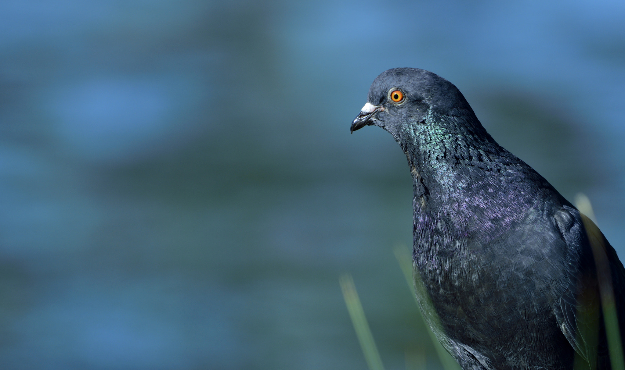 Nikon D3300 + Sigma 150-600mm F5-6.3 DG OS HSM | C sample photo. Pigeon photography