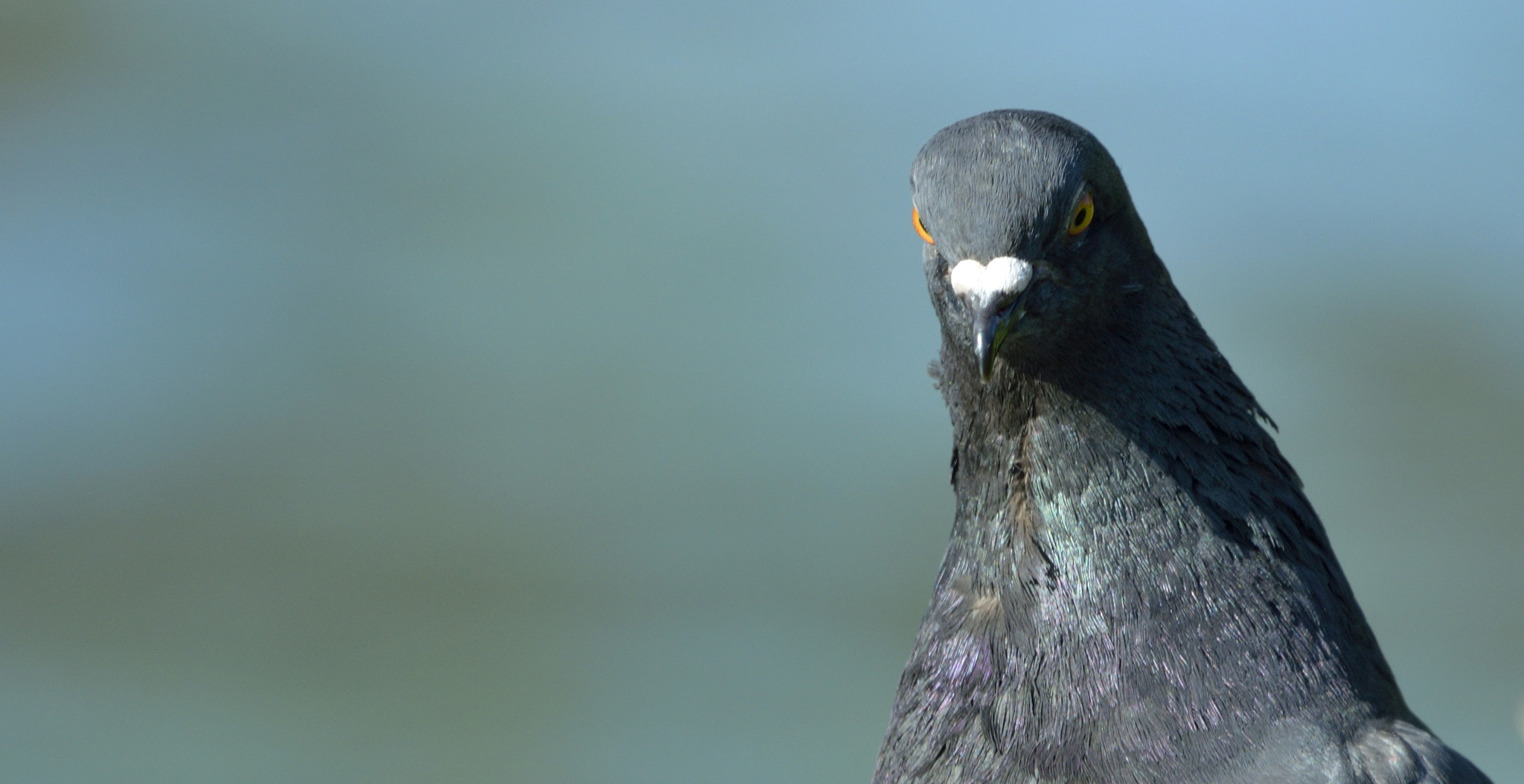 Sigma 150-600mm F5-6.3 DG OS HSM | C sample photo. Pigeon photography