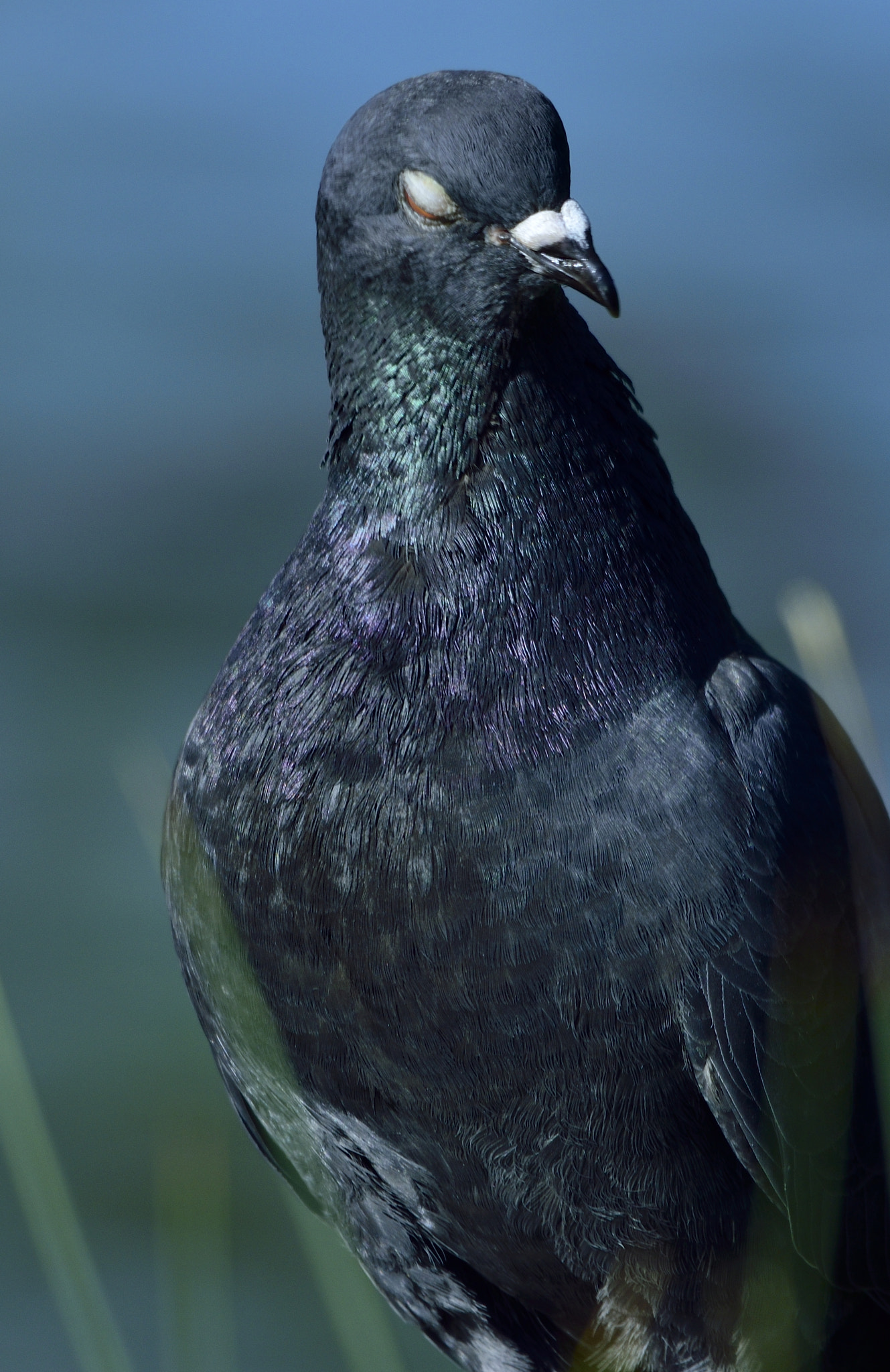 Sigma 150-600mm F5-6.3 DG OS HSM | C sample photo. "blinky" photography