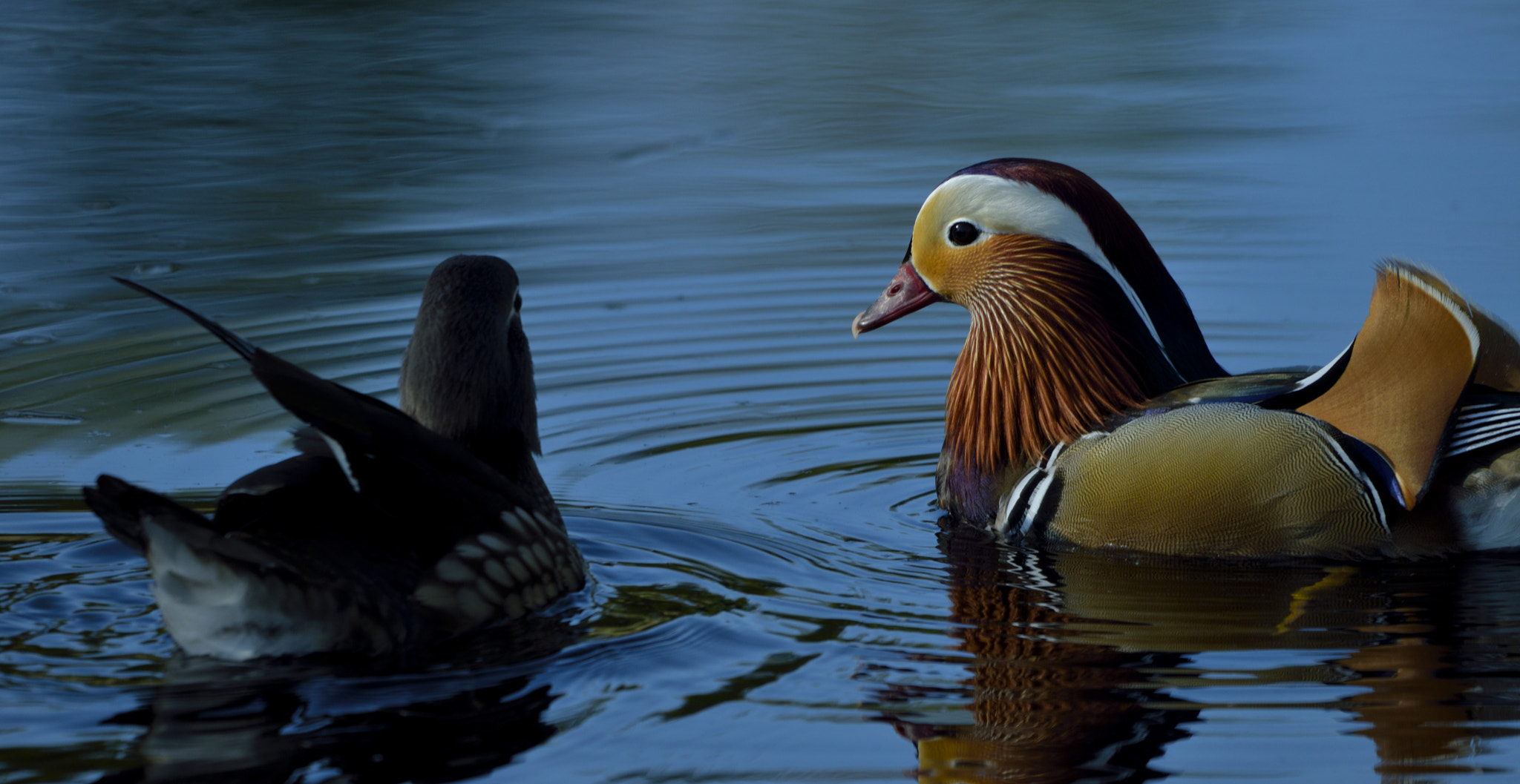Sigma 150-600mm F5-6.3 DG OS HSM | C sample photo. Found a friend photography