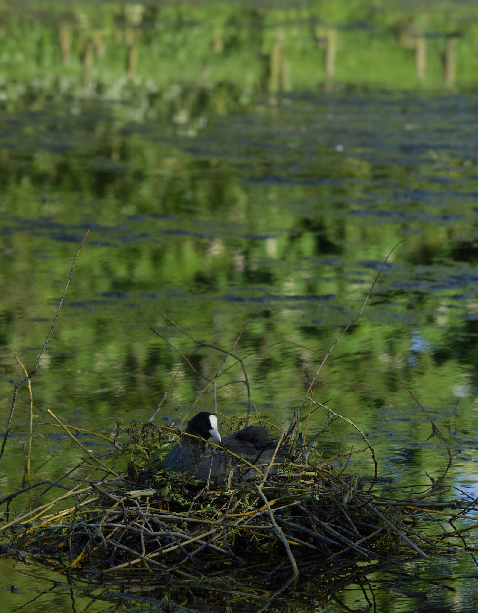 Nikon D3300 + Sigma 150-600mm F5-6.3 DG OS HSM | C sample photo. Nesting photography