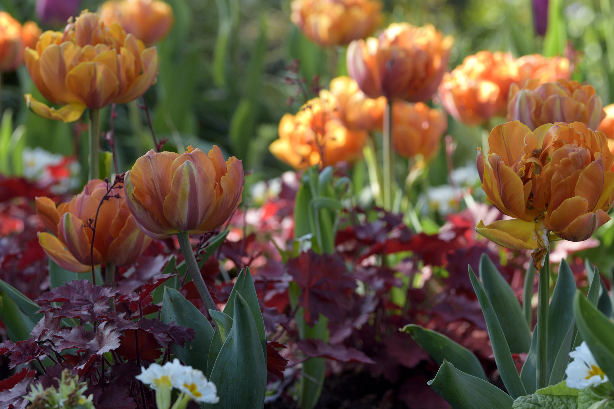 Sigma 105mm F2.8 EX DG OS HSM sample photo. Flowers photography