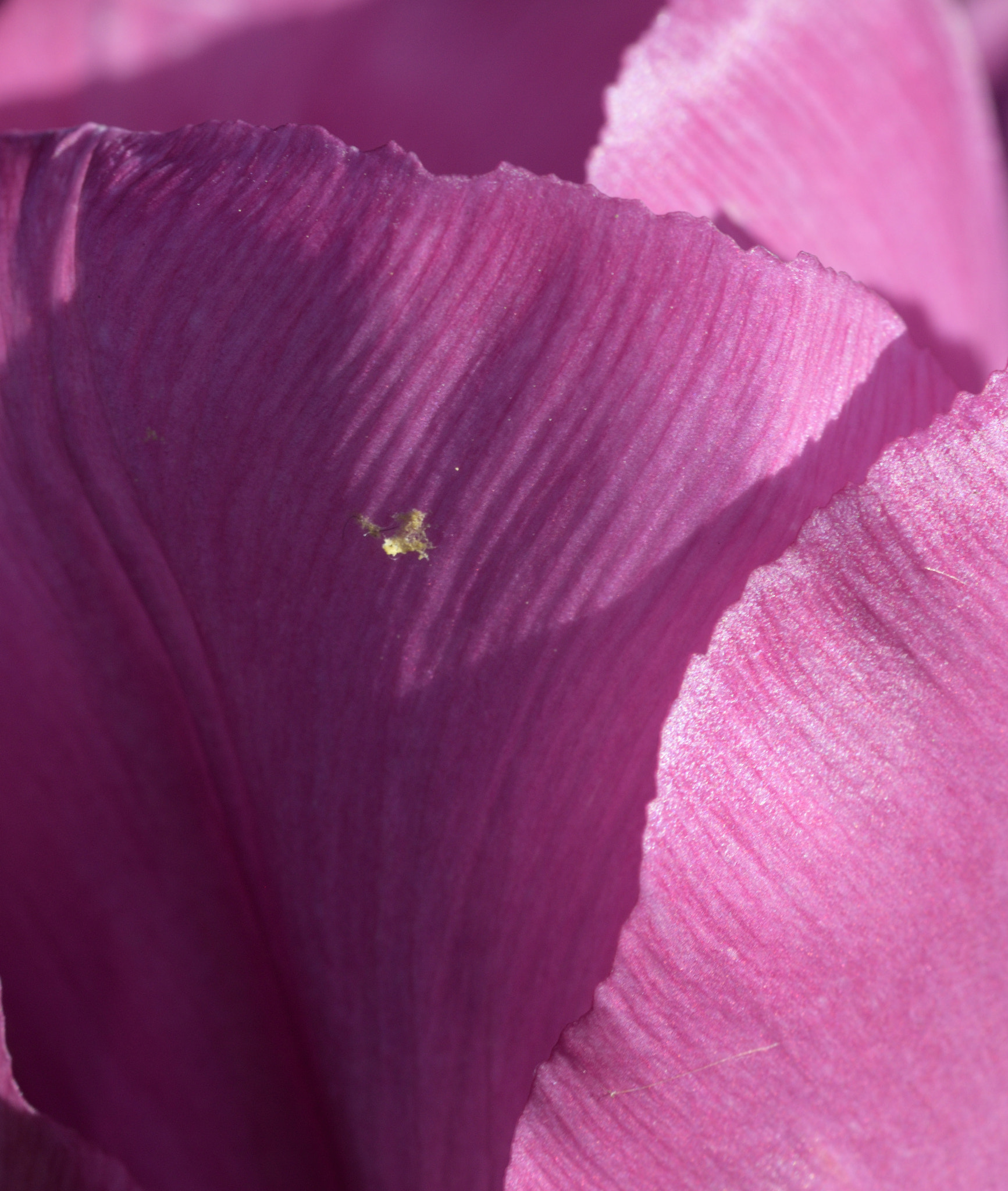 Sigma 105mm F2.8 EX DG OS HSM sample photo. Flower photography