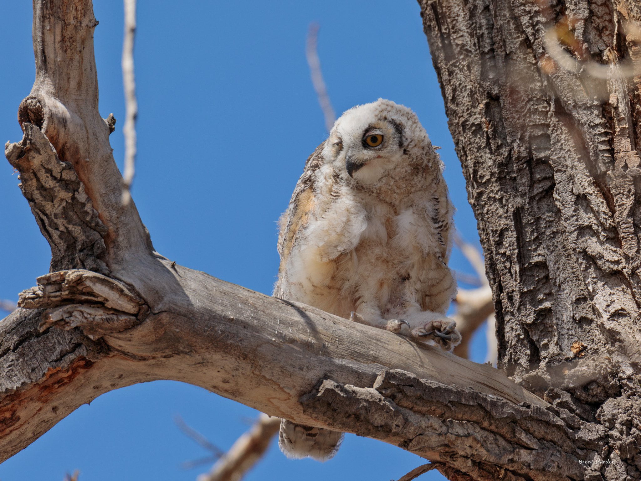 Canon EOS sample photo. Great horned owl (juvenile) photography