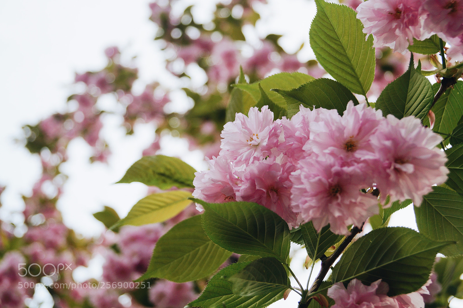 Sony SLT-A58 sample photo. Bloom photography