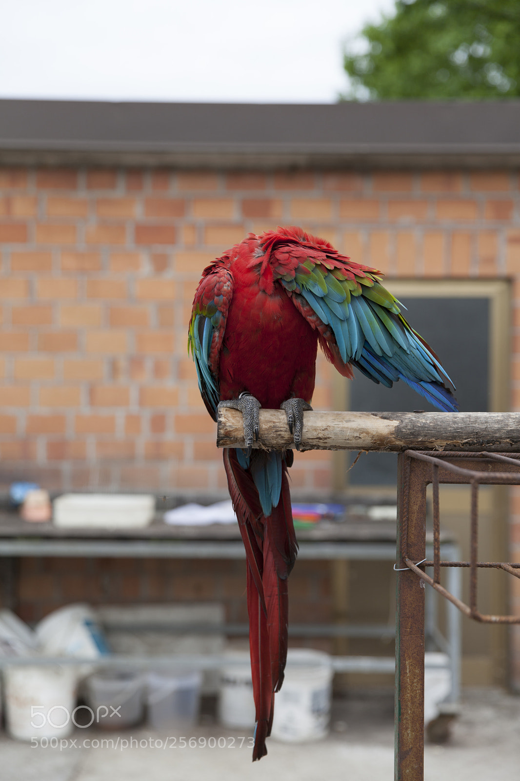 Canon EOS 5D Mark II sample photo. Hide photography