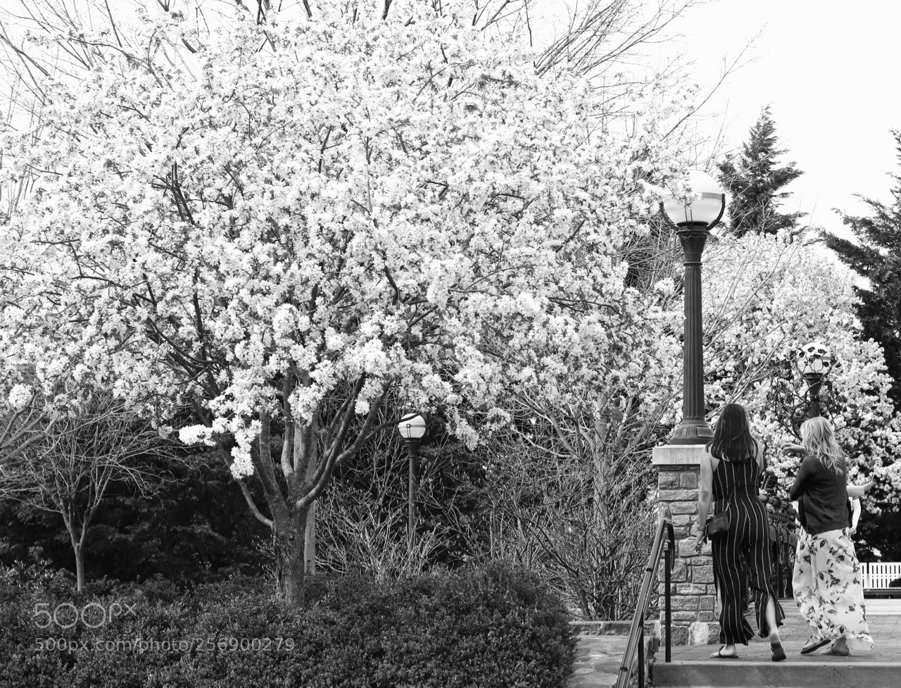 Canon EOS 100D (EOS Rebel SL1 / EOS Kiss X7) sample photo. April street photography