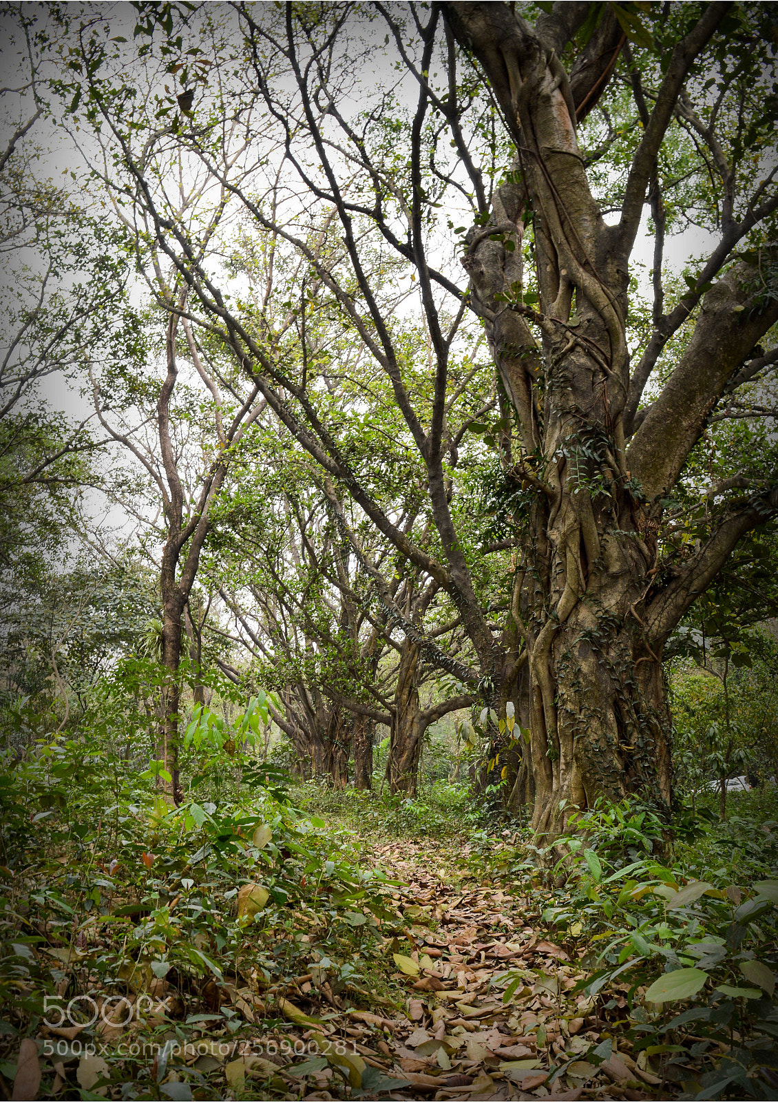 Nikon D3200 sample photo. Walk & breath! photography