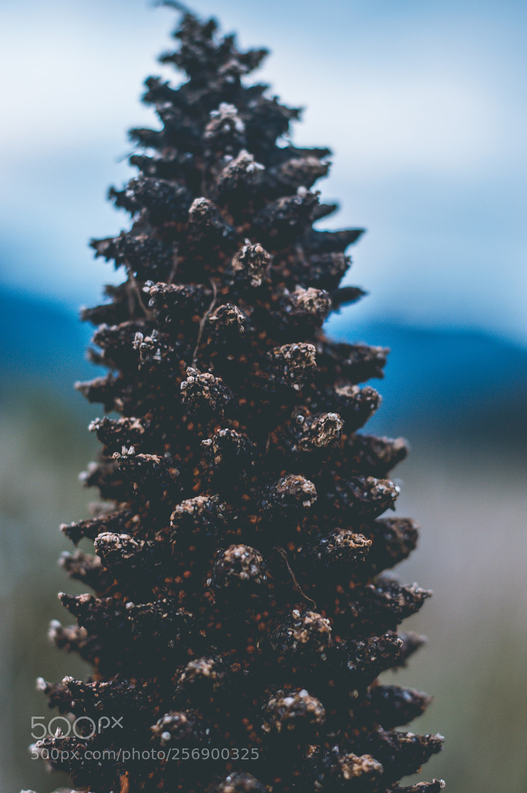 Nikon D3200 sample photo. Gunnera photography