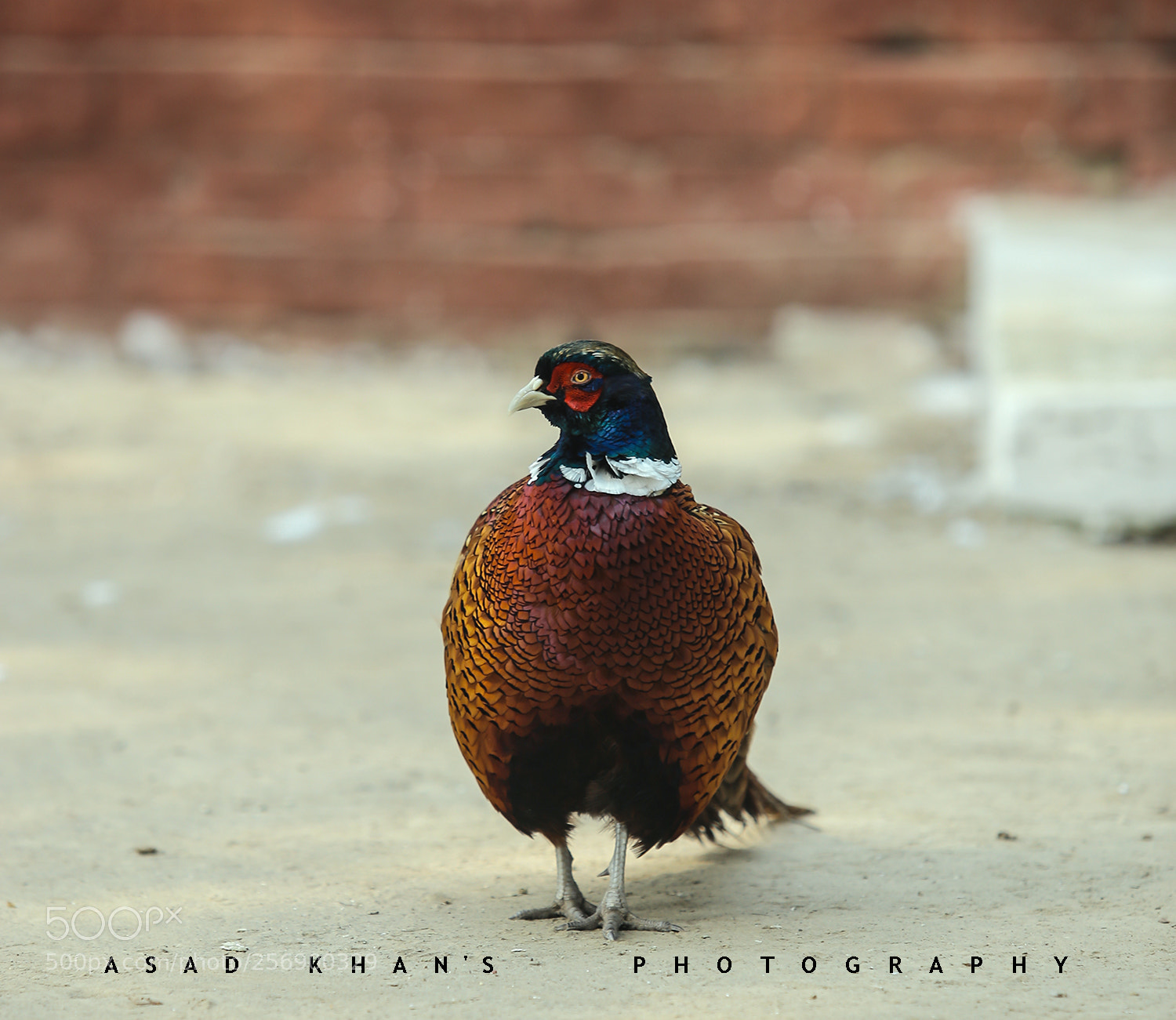 Canon EOS 6D sample photo. Colorful photography