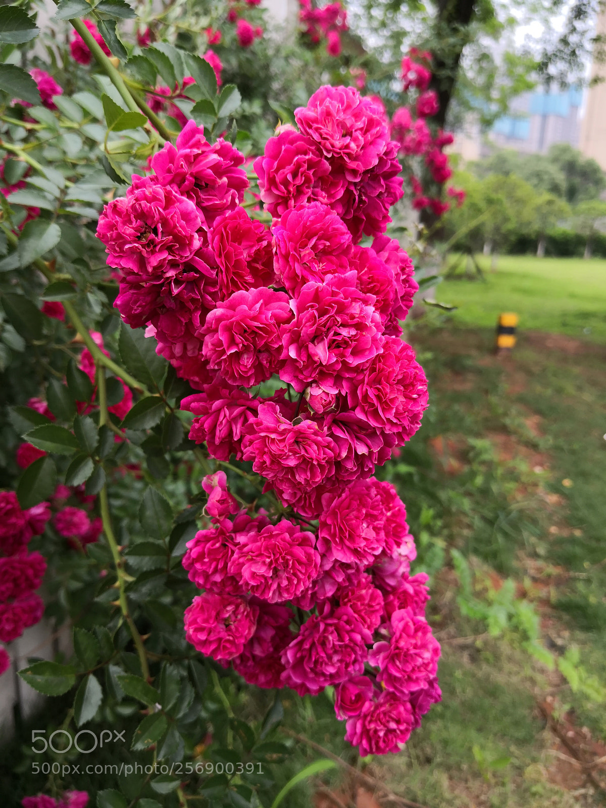 HUAWEI Mate 10 sample photo. Untitled photography
