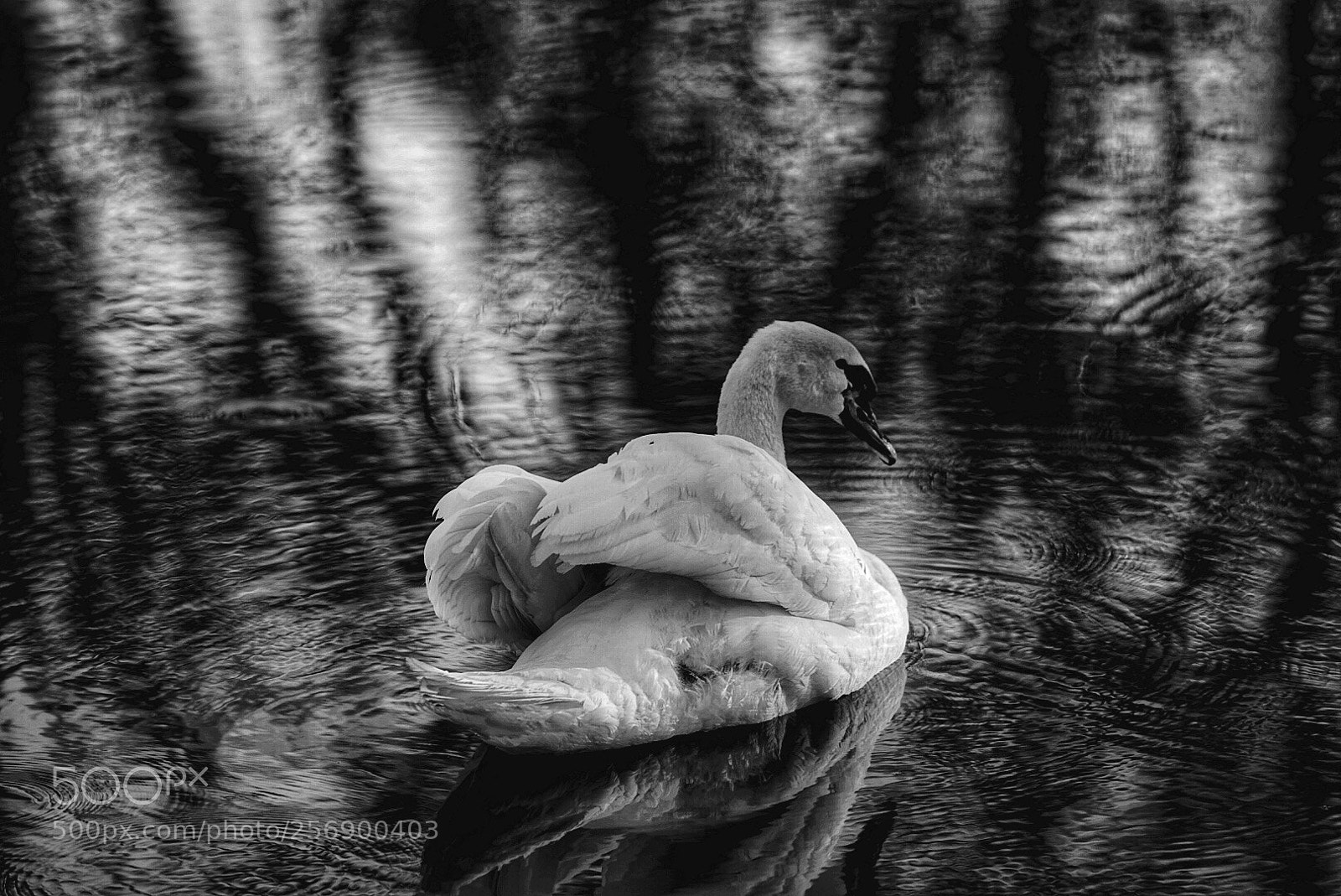 Sony a7 II sample photo. Among my swan photography
