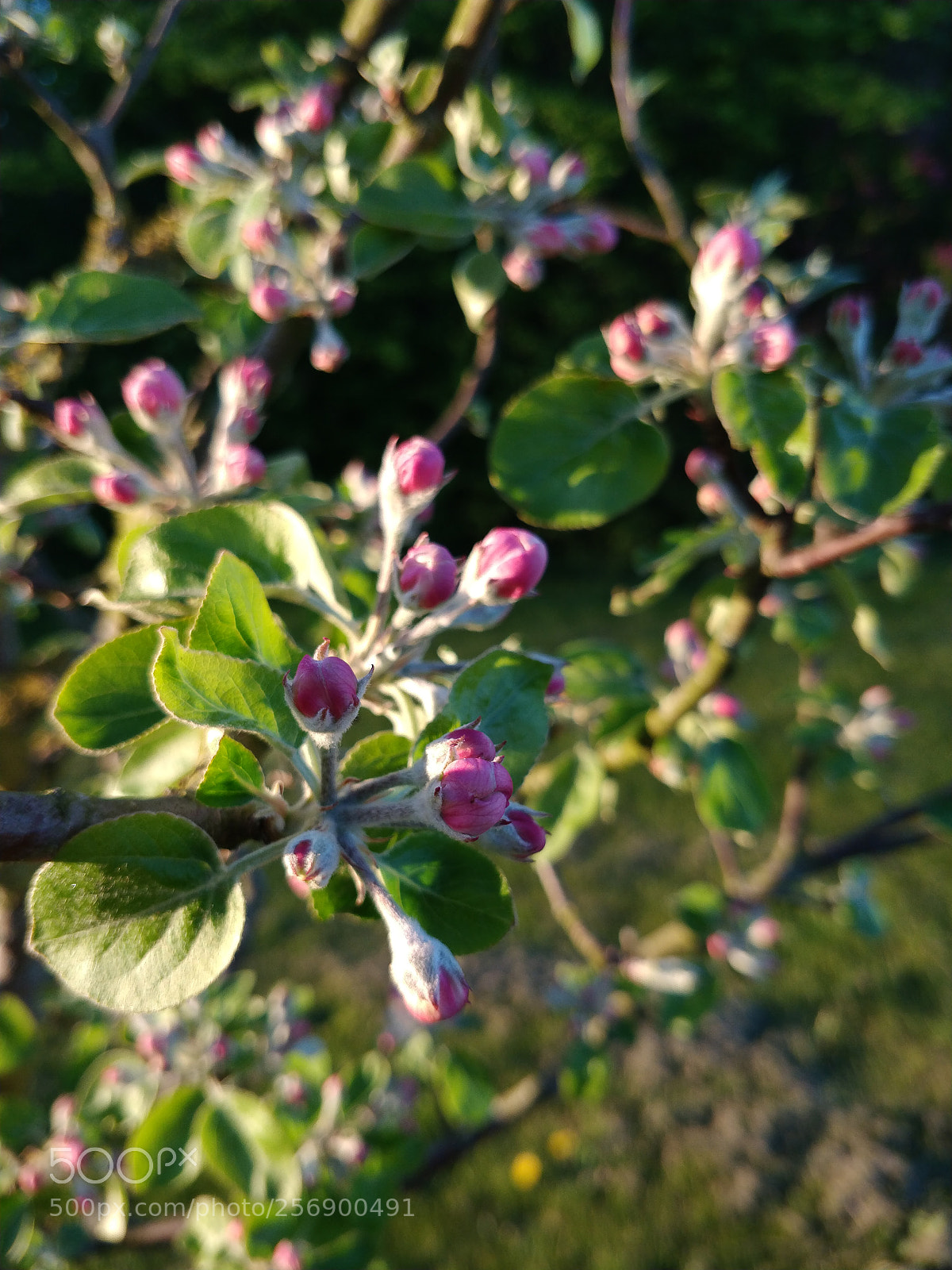 OnePlus 5T sample photo. Untitled photography