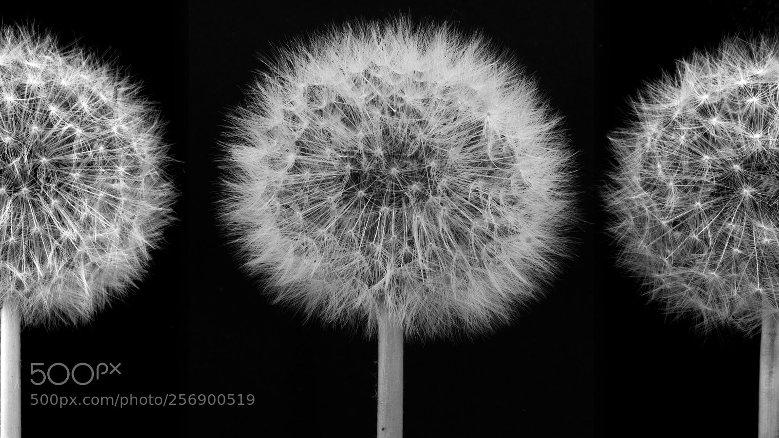 Canon EOS 100D (EOS Rebel SL1 / EOS Kiss X7) sample photo. Dandelion in black and photography