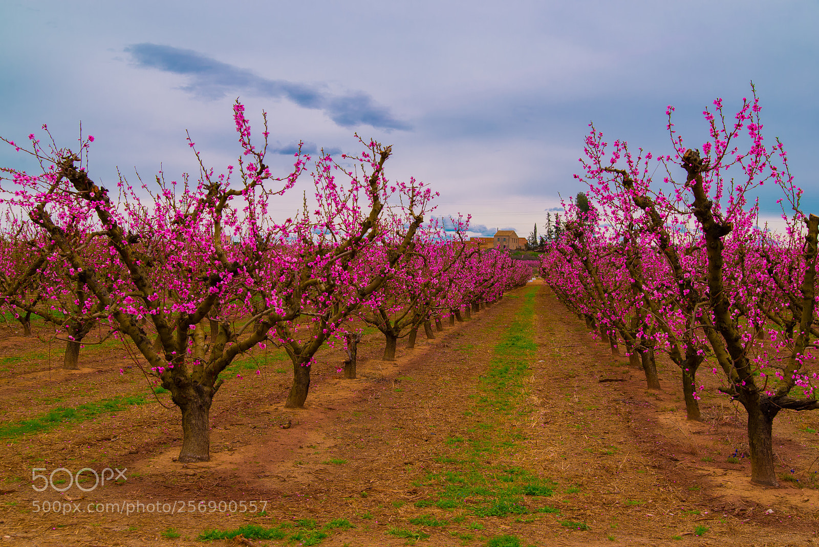 Nikon D610 sample photo. Aitona primavera photography