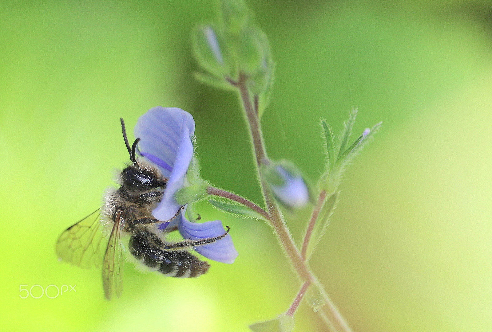 Canon EOS 7D Mark II + Canon EF-S 55-250mm F4-5.6 IS STM sample photo. The little bee photography