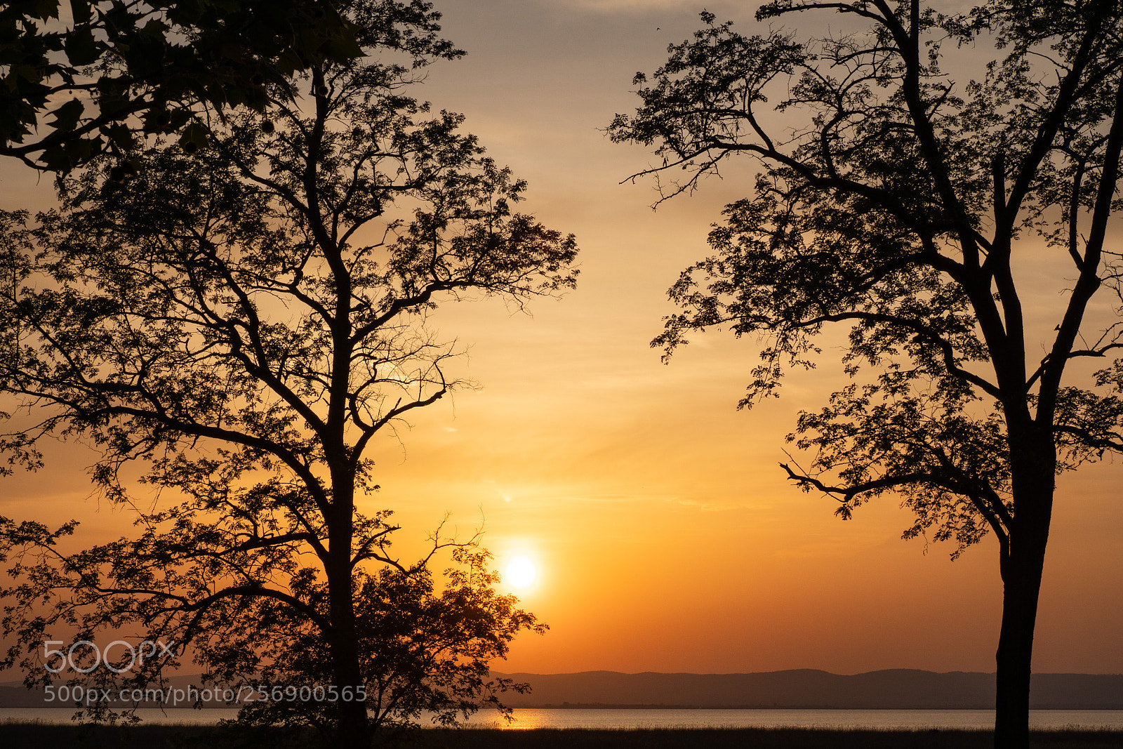 Olympus OM-D E-M1 Mark II sample photo. Neusiedlersee sunset photography