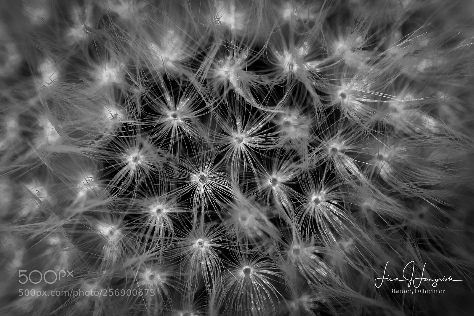 Nikon D7100 sample photo. Dandelion clock macro photography