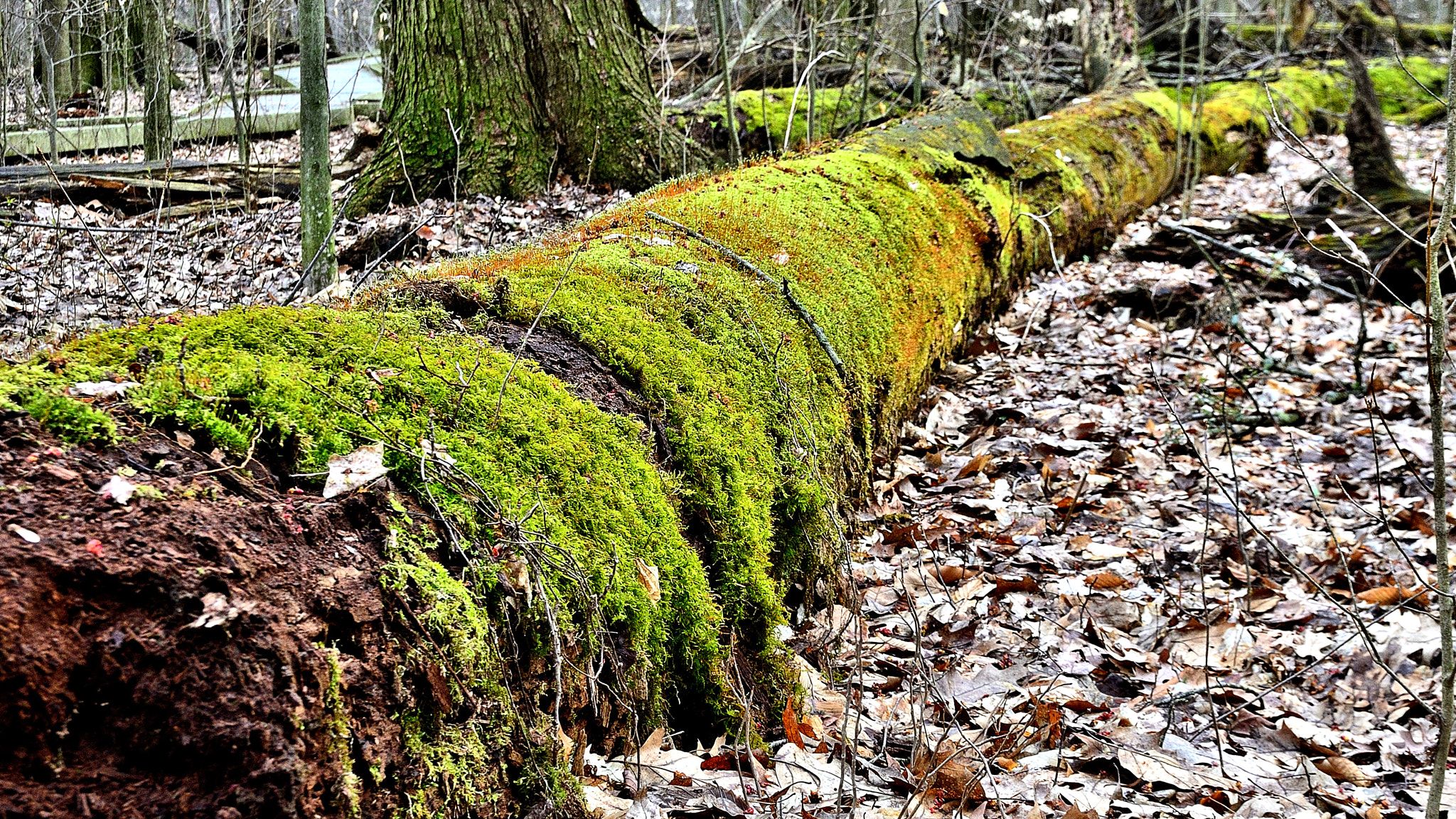 Nikon D7000 sample photo. Fallen giant photography