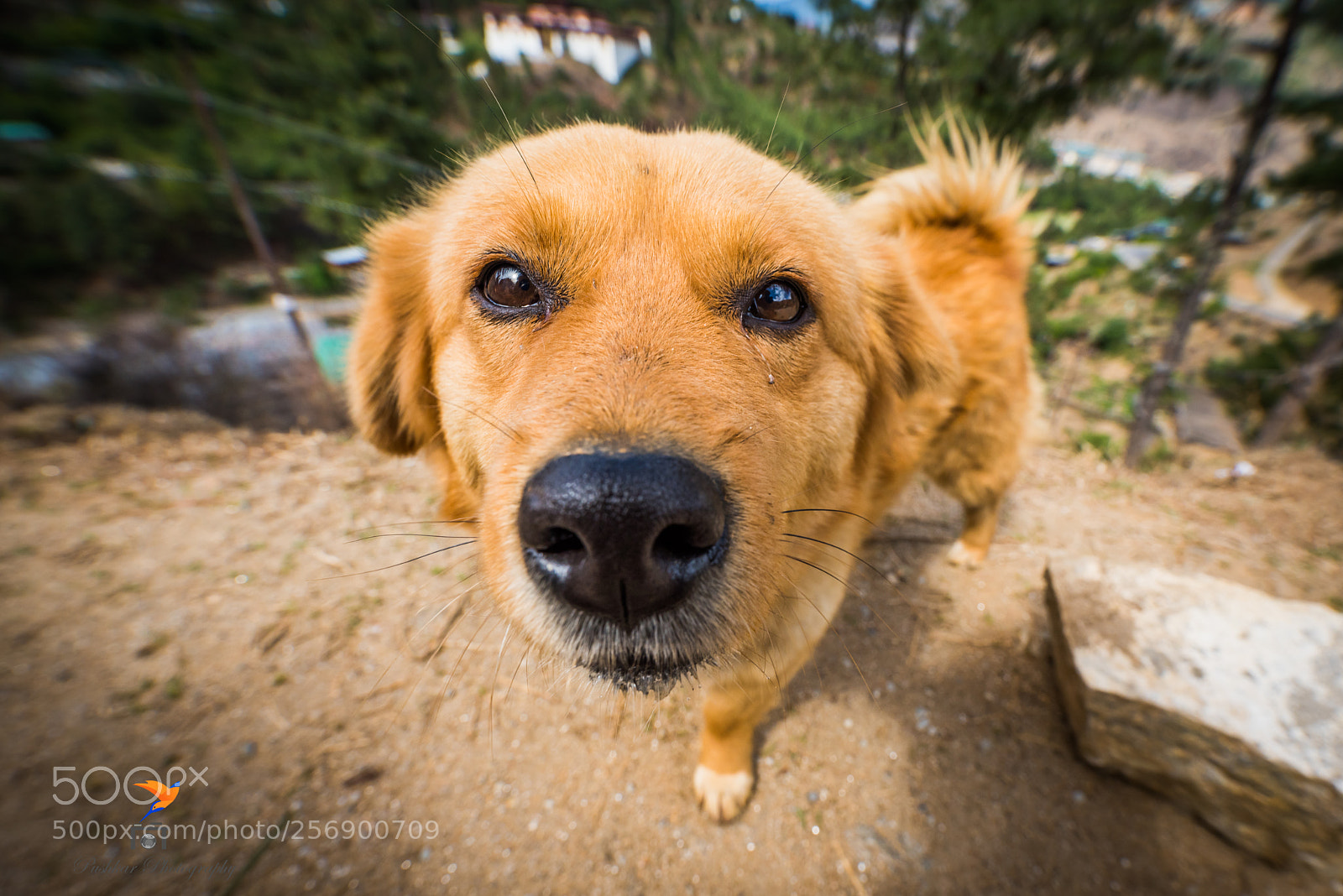 Nikon D810 sample photo. The dog photography