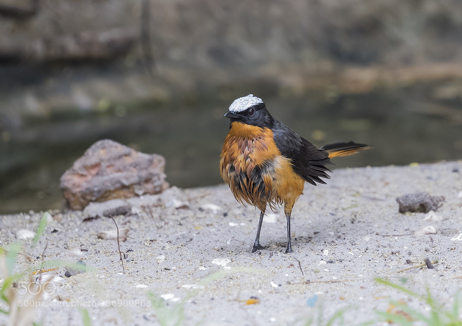 Canon EOS-1D X Mark II sample photo. White-crested robinchat photography