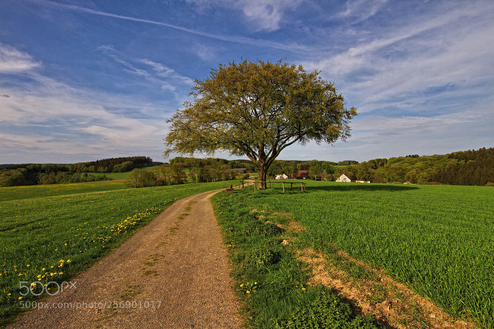 Canon EOS 7D sample photo. The lonely tree iii photography