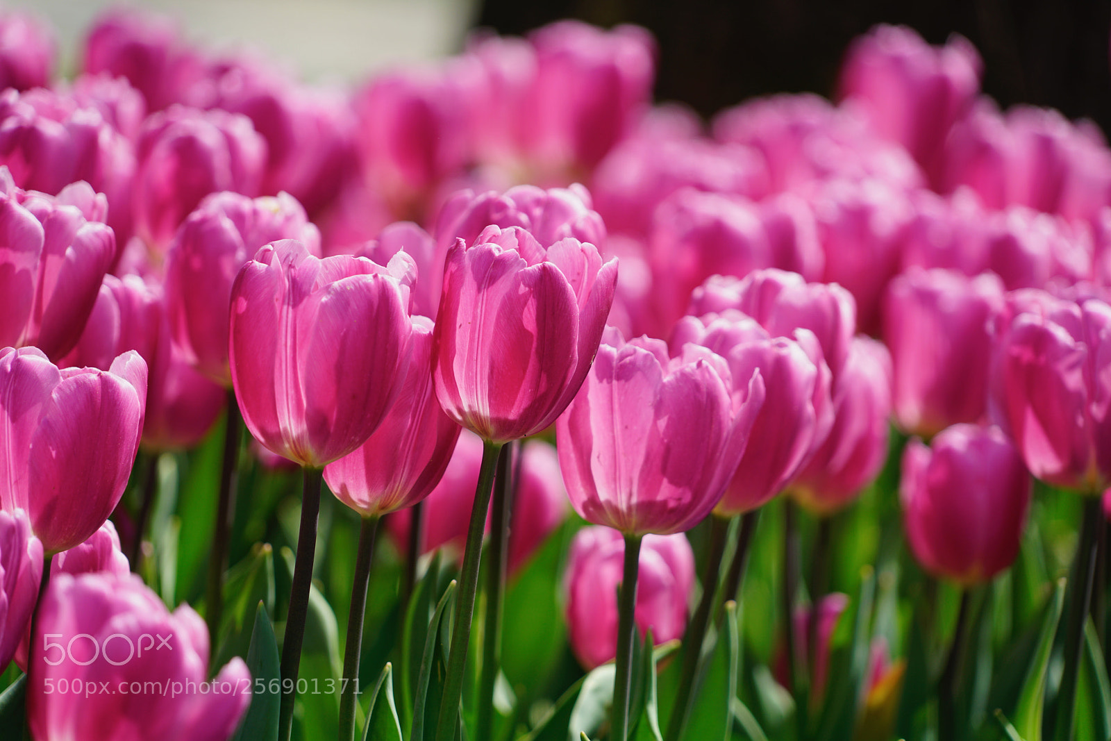 Sony a7R II sample photo. Tulip season 12 photography