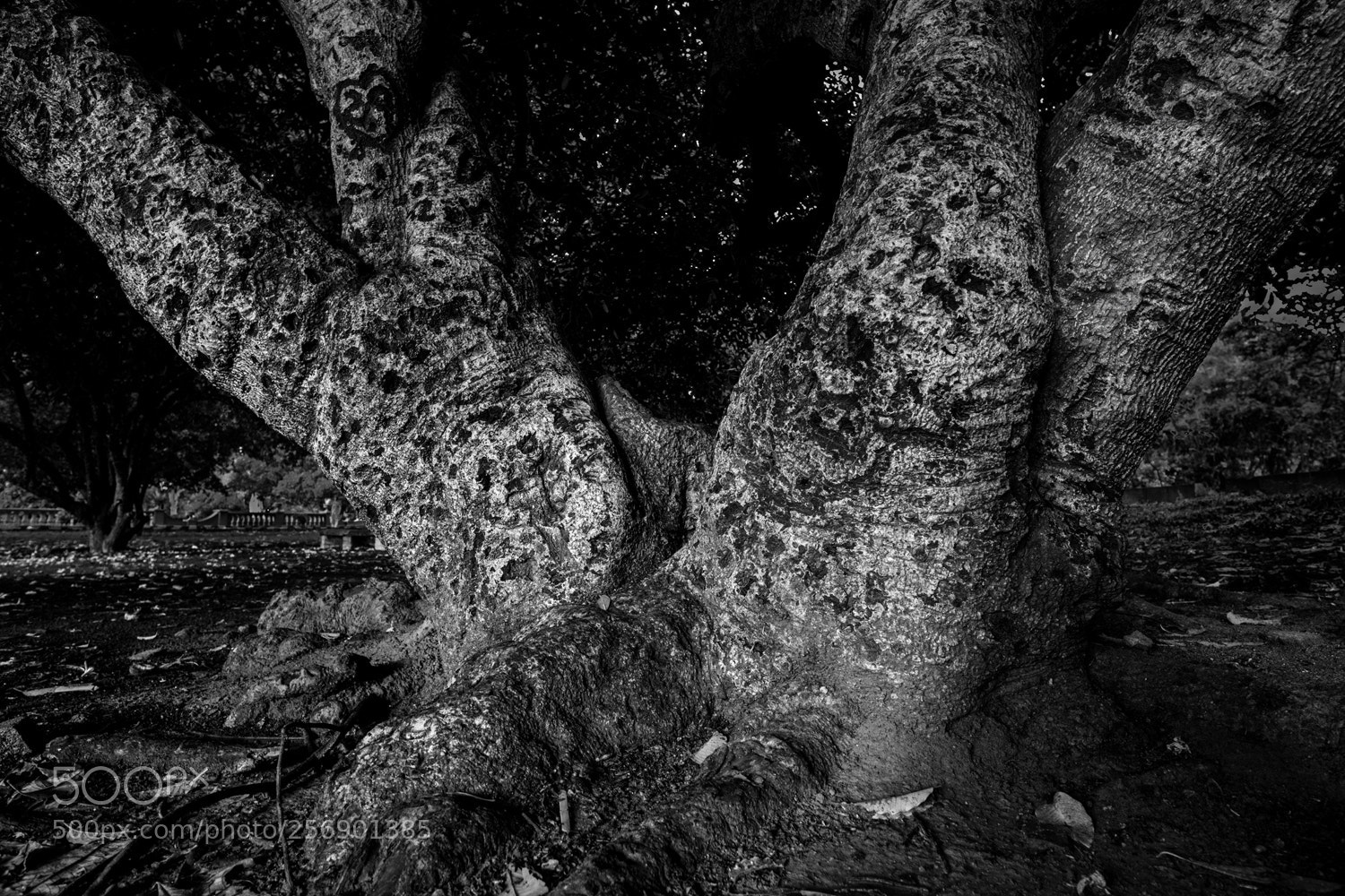 Nikon D850 sample photo. Tree study photography